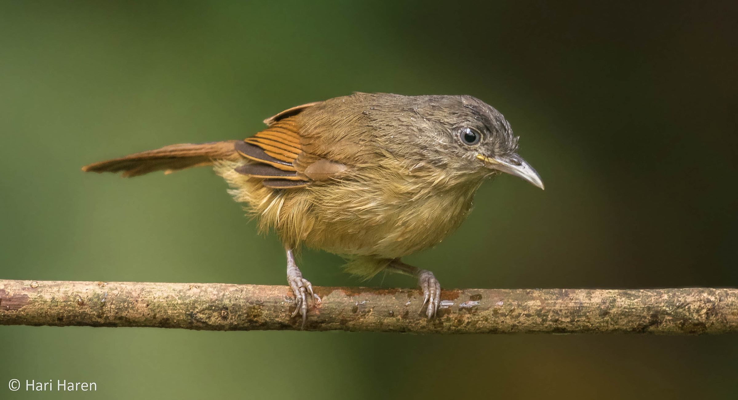 Fulvetta marrone dalle guance