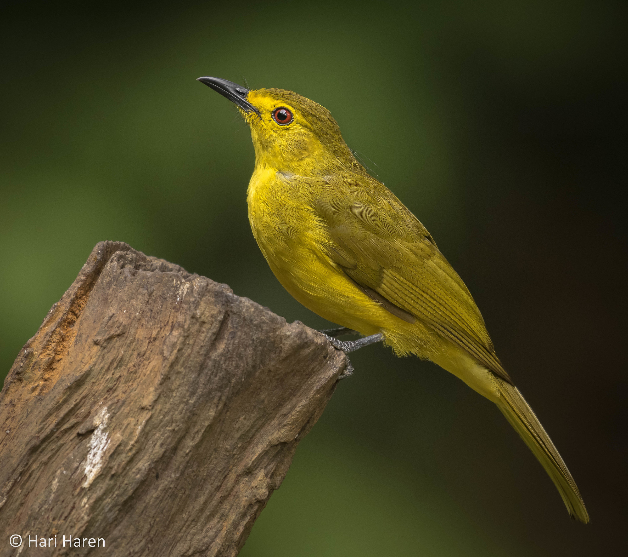 Yellow-browed bulbul