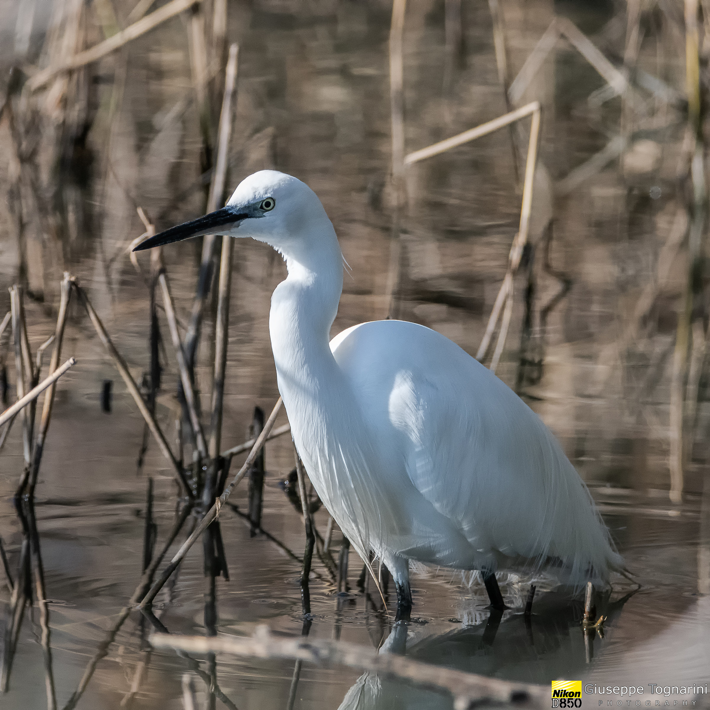 Egretta Garzetta