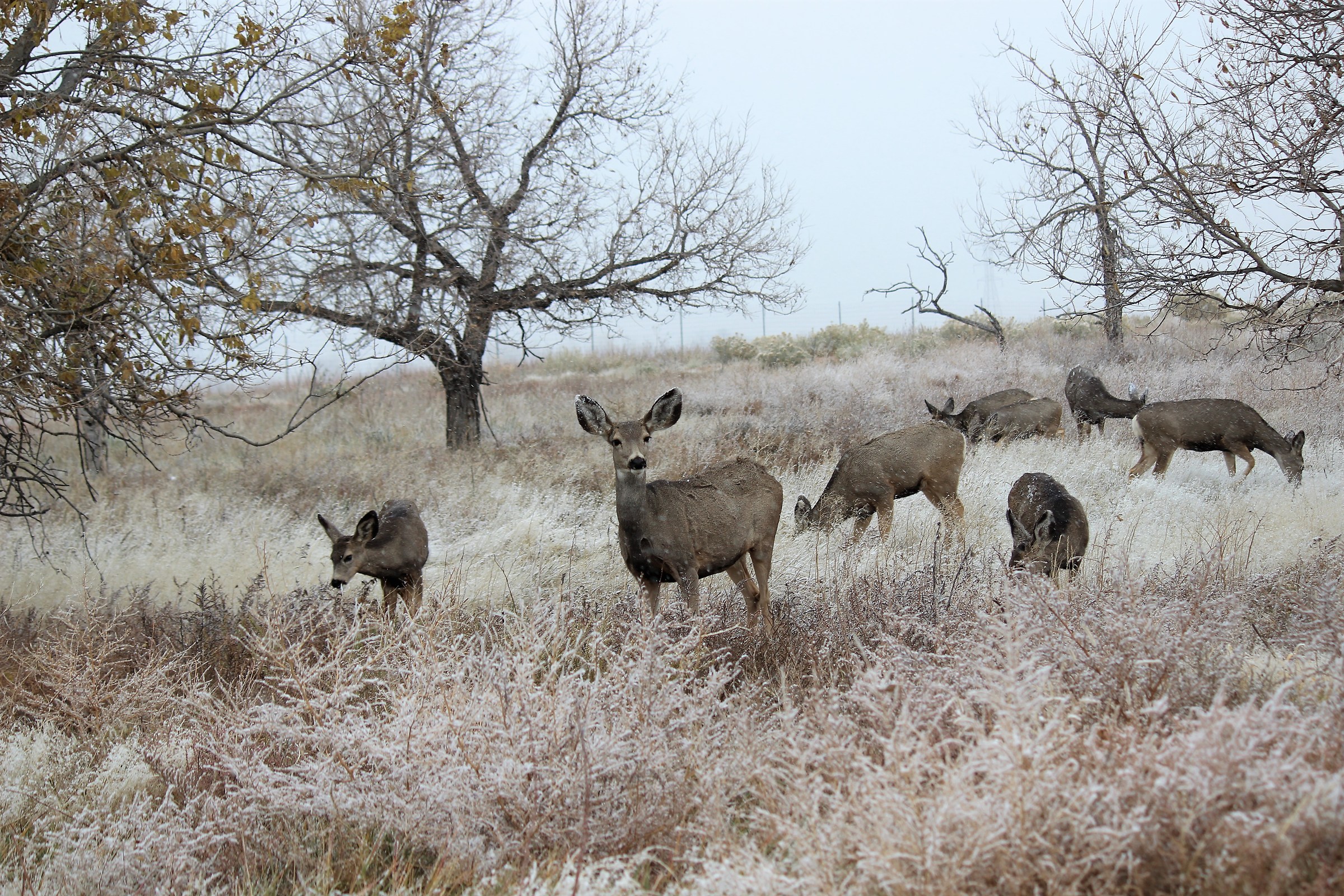 mule deers in frozen field