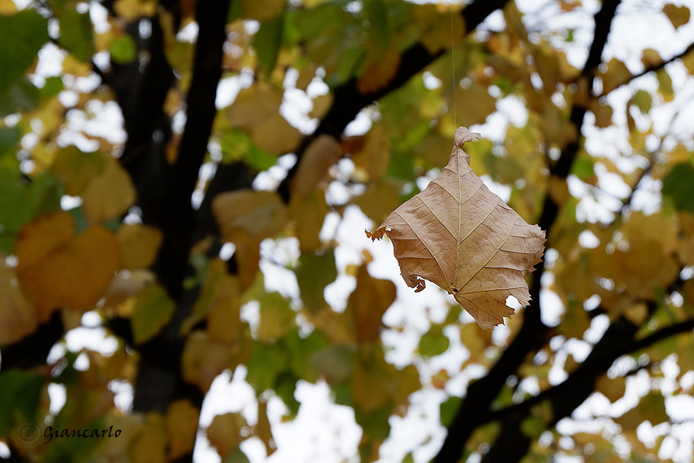 Hanging by a thread........