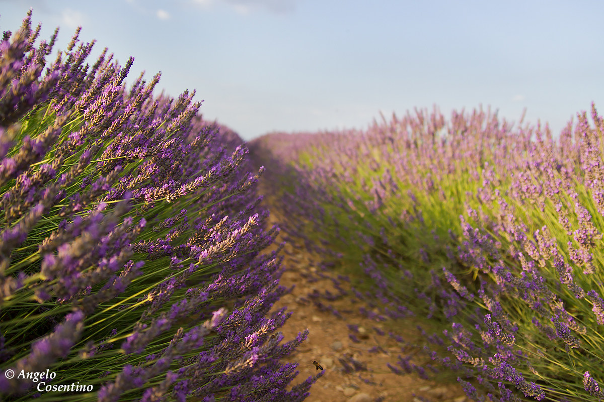 Lavender in bloom