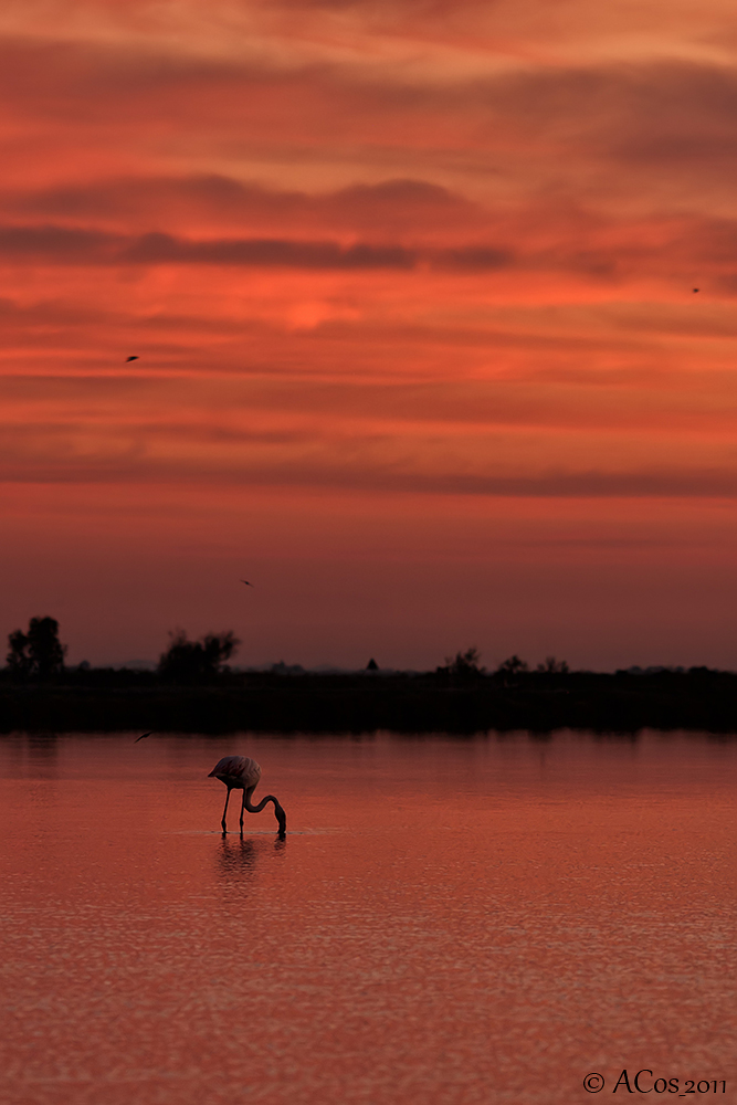 Camargue Sunset