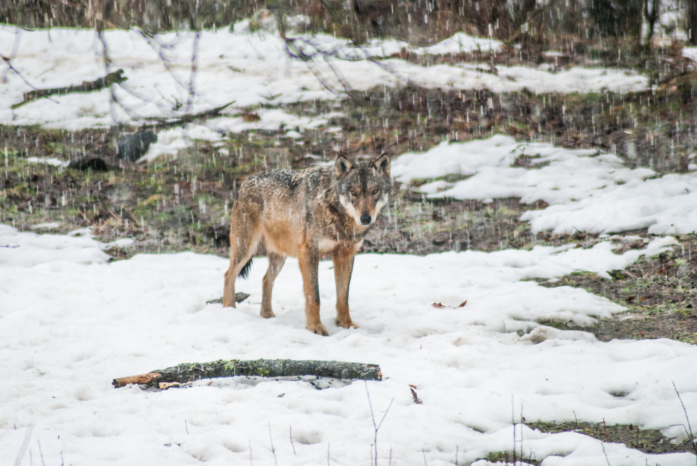 Sguardo più freddo della neve