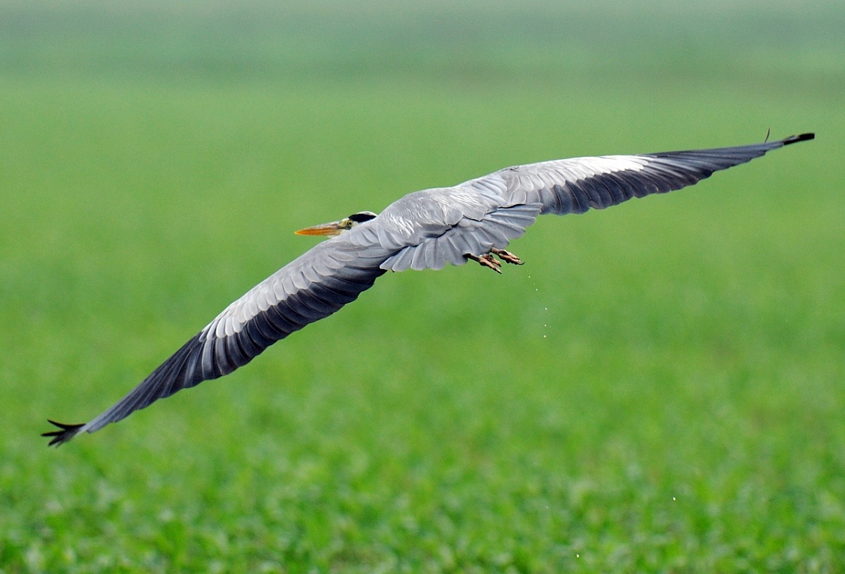 Grey Heron