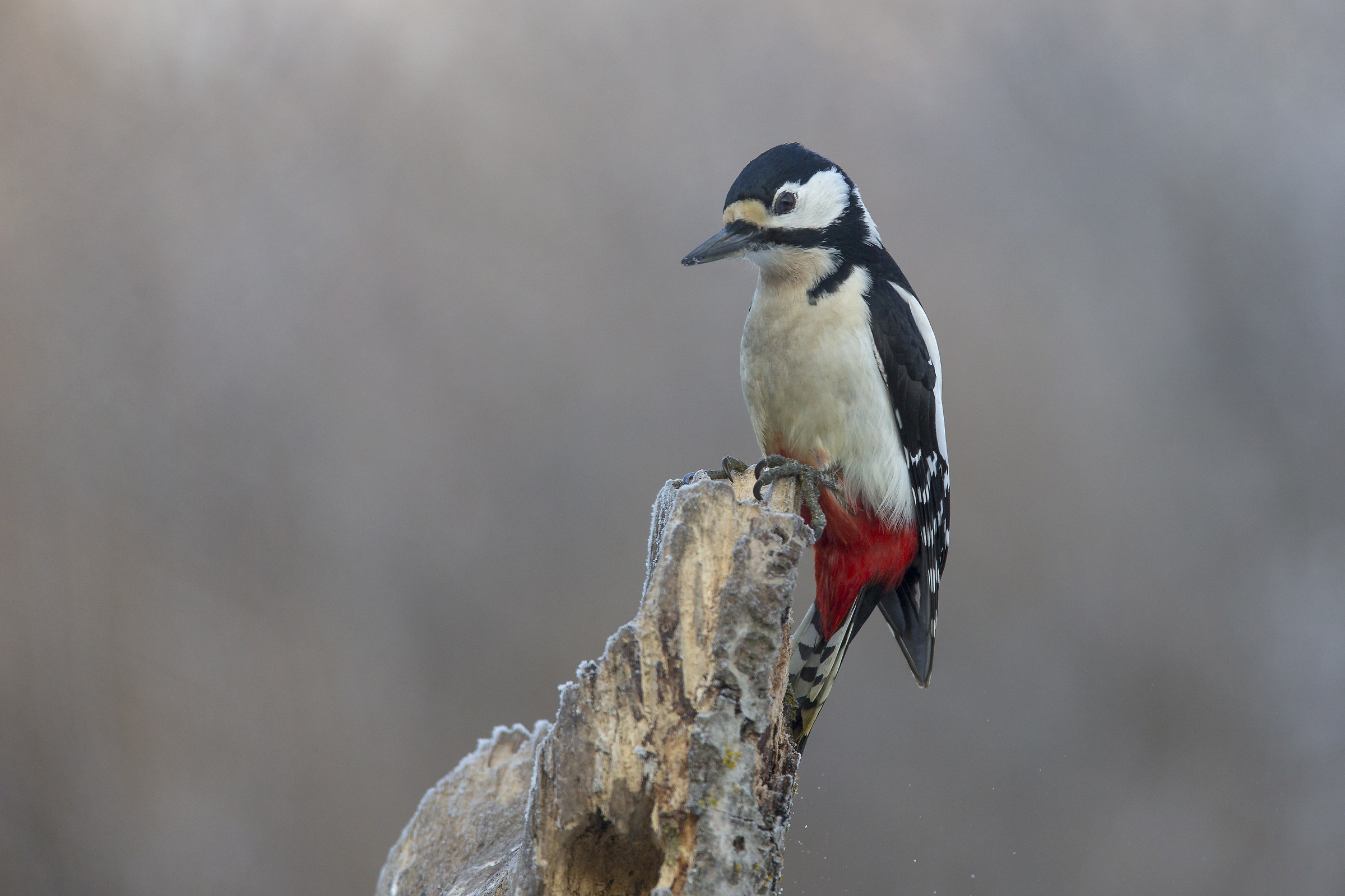 Picchio rosso superiore 1