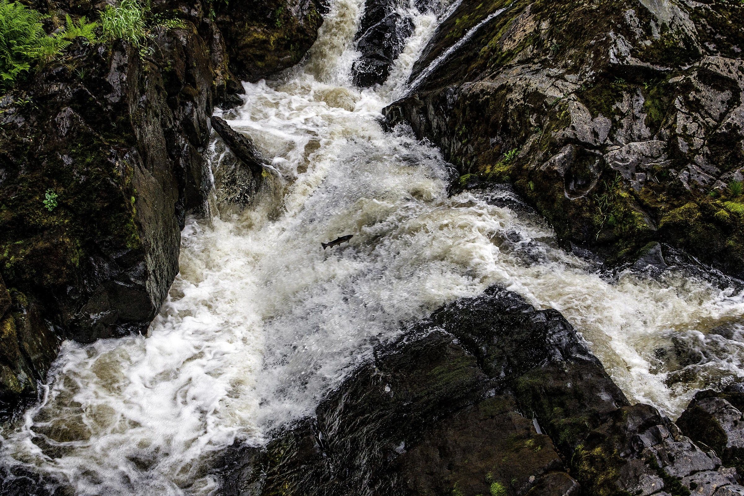 The cycle of life-struggle for survival