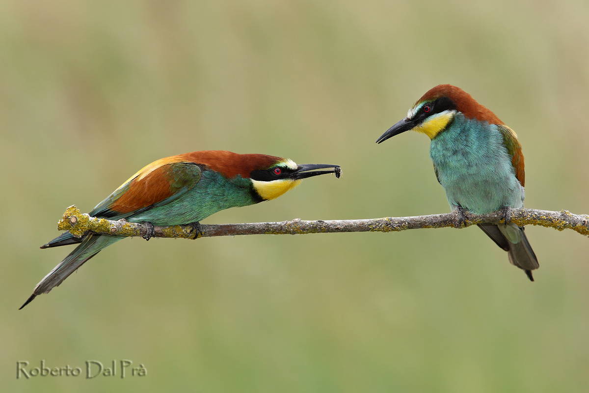 Invitation to dinner