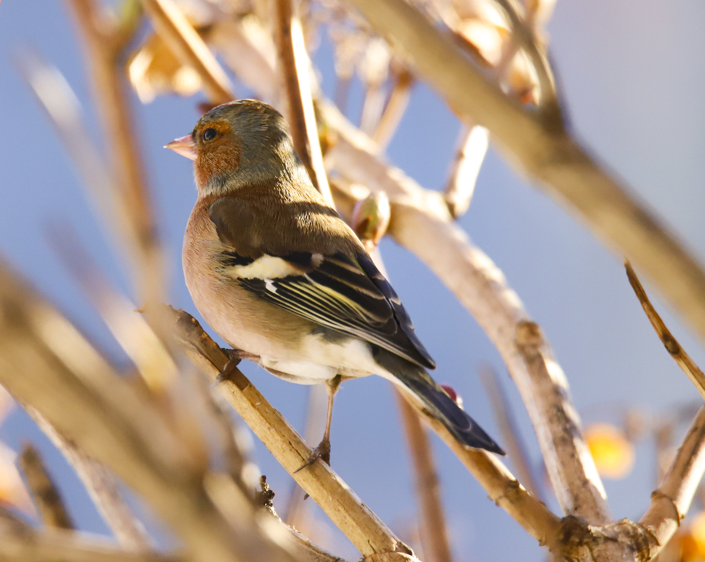 Chaffinch