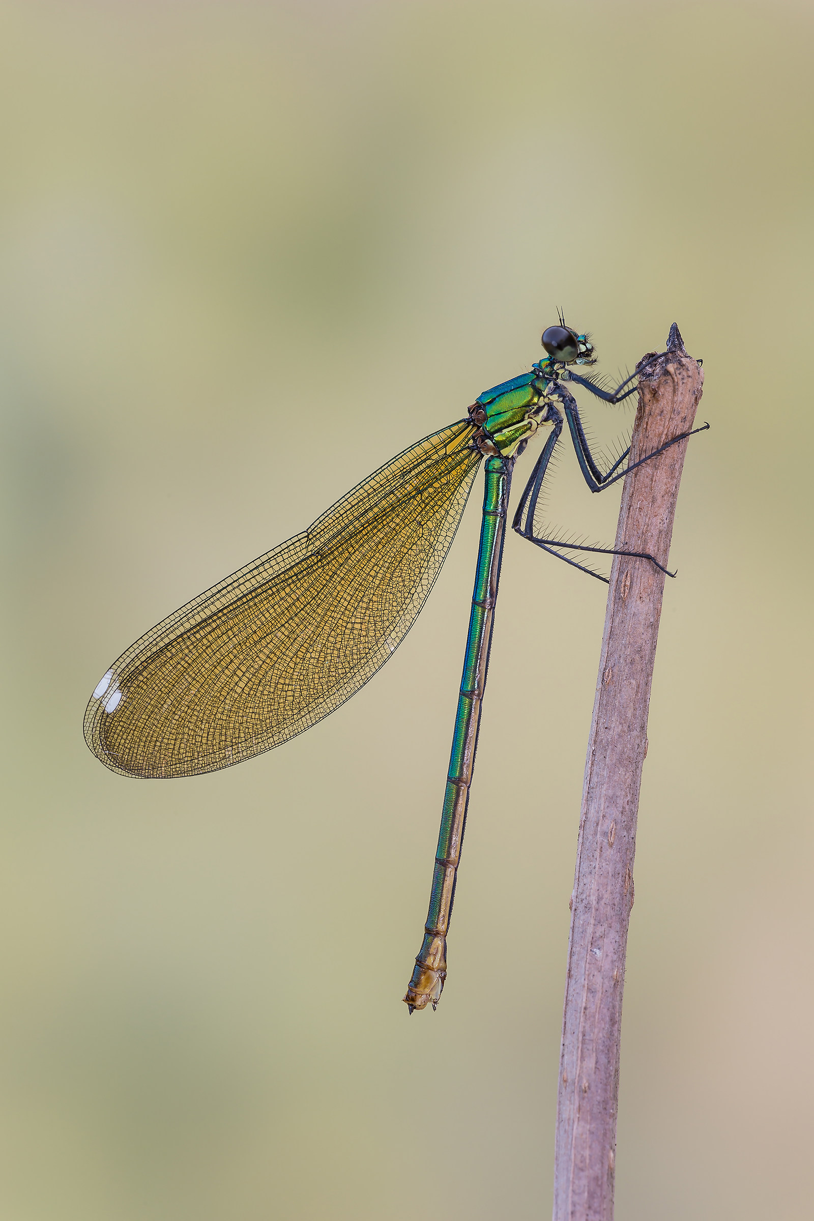 Calopteryx splendens