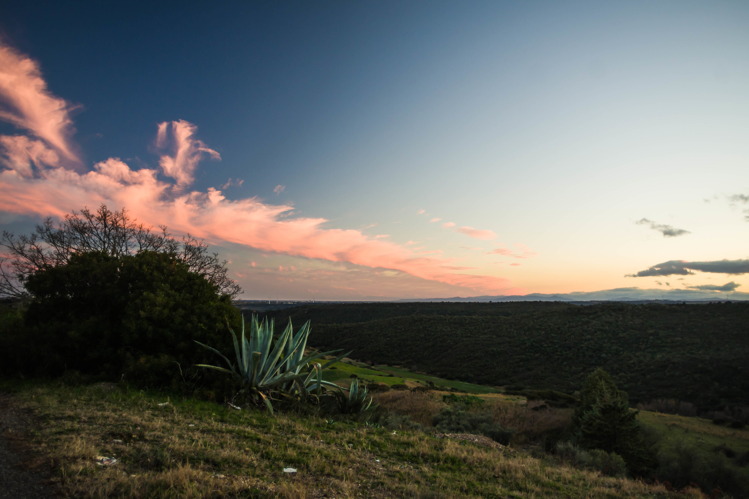 Agave at sunset