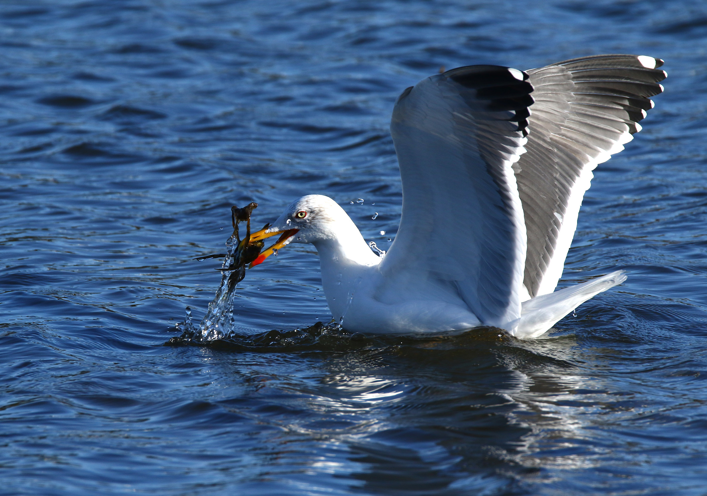 Fresh crab at breakfast!