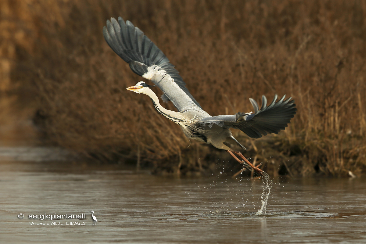 Grey Heron