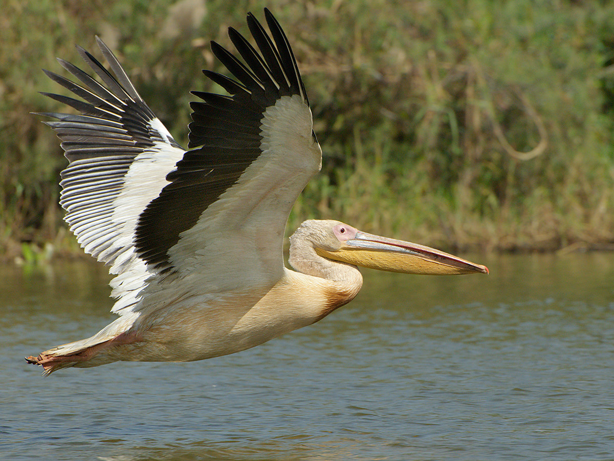 Pelican in flight grazing