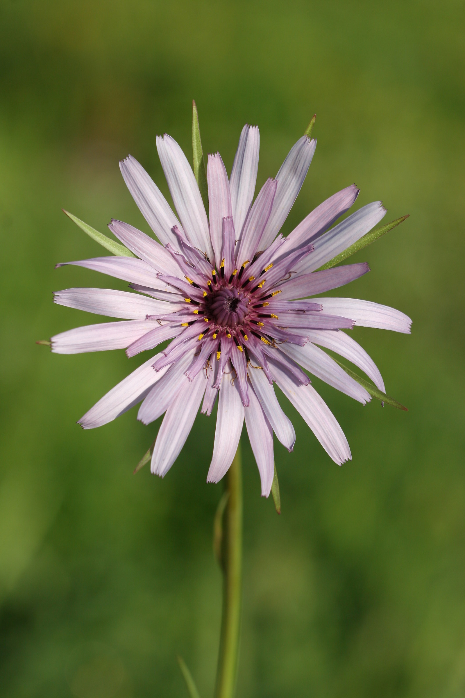 Fiore di Barba di becco