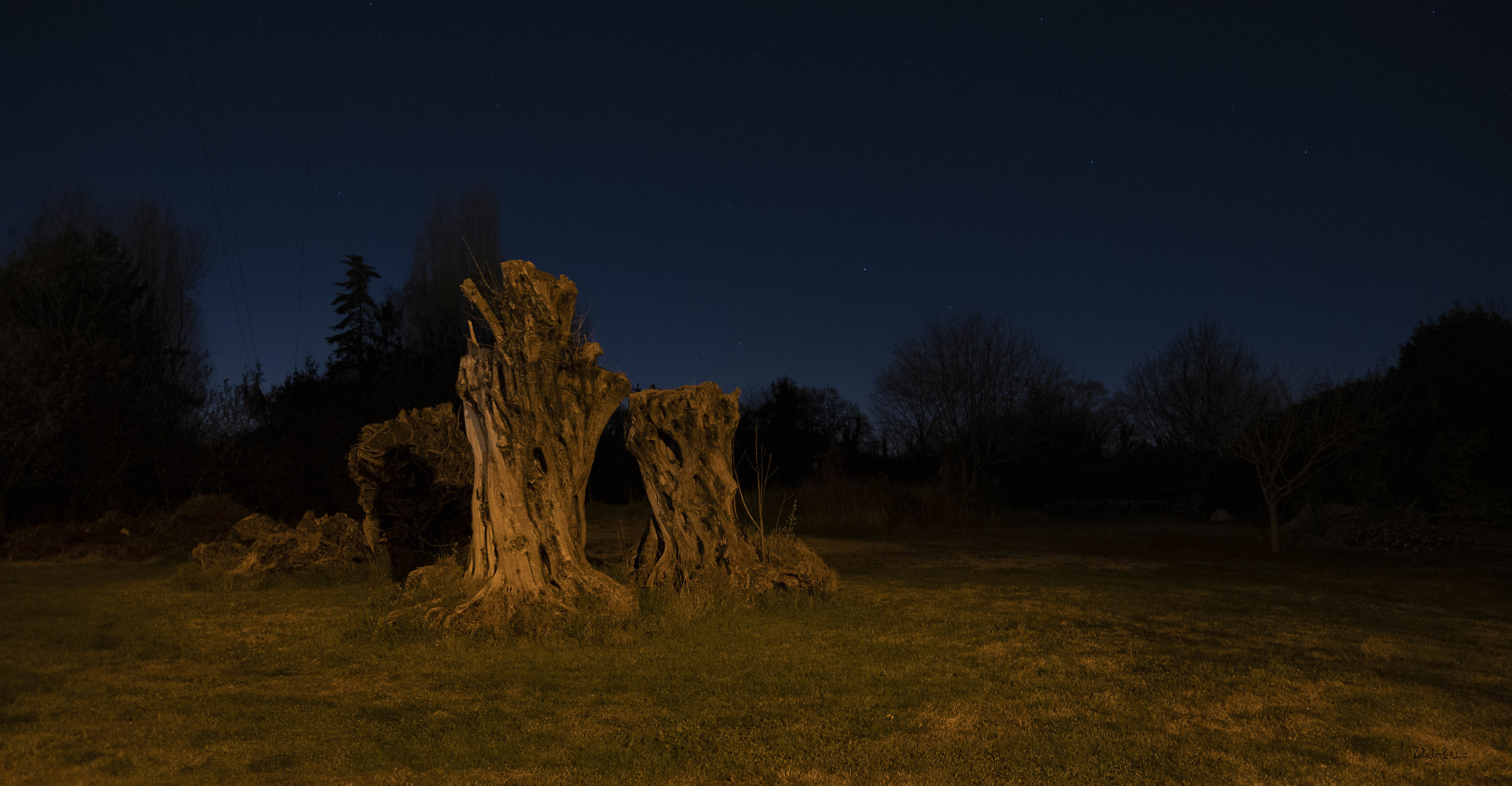 Alberi notturni....