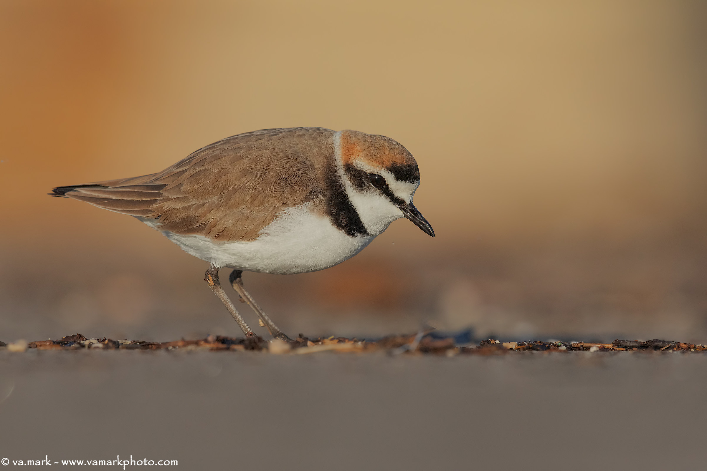 And the light illuminates.... the little Brother