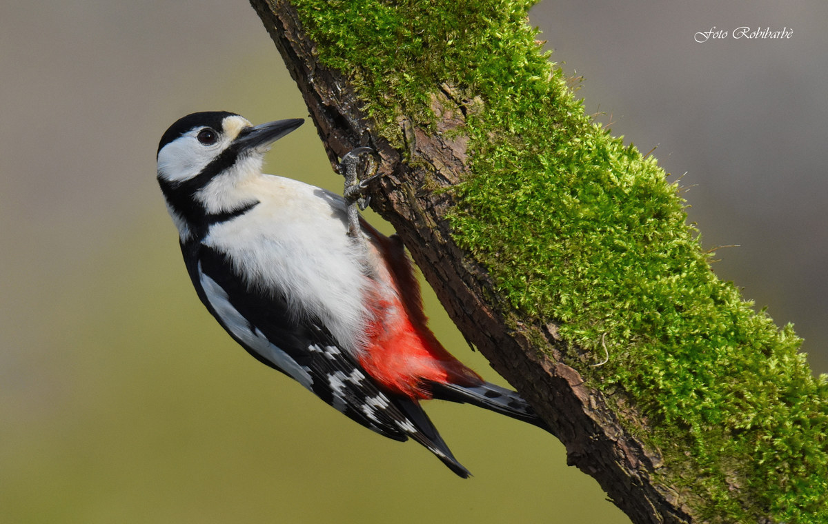 Picchio rosso maggiore....
