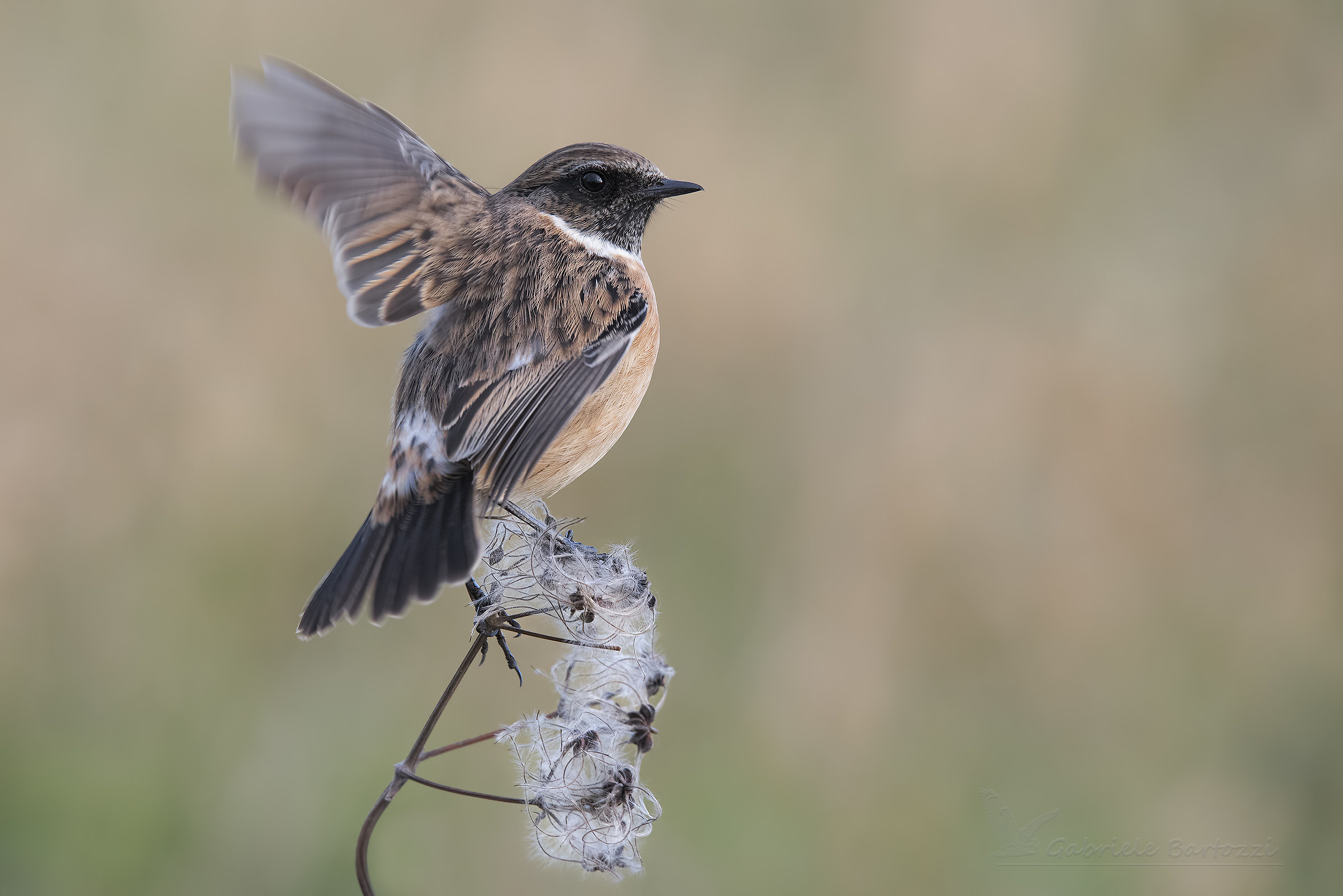 Stonechat