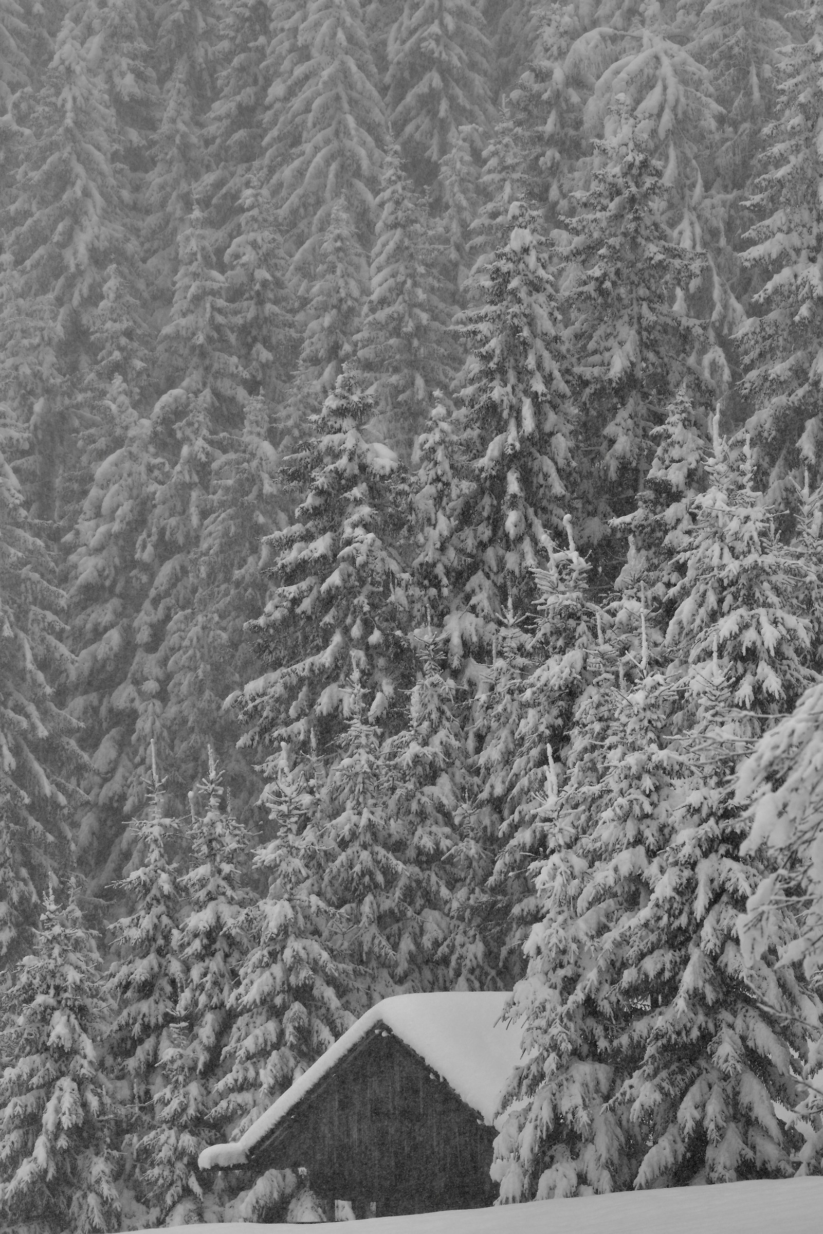 Il bosco verticale..