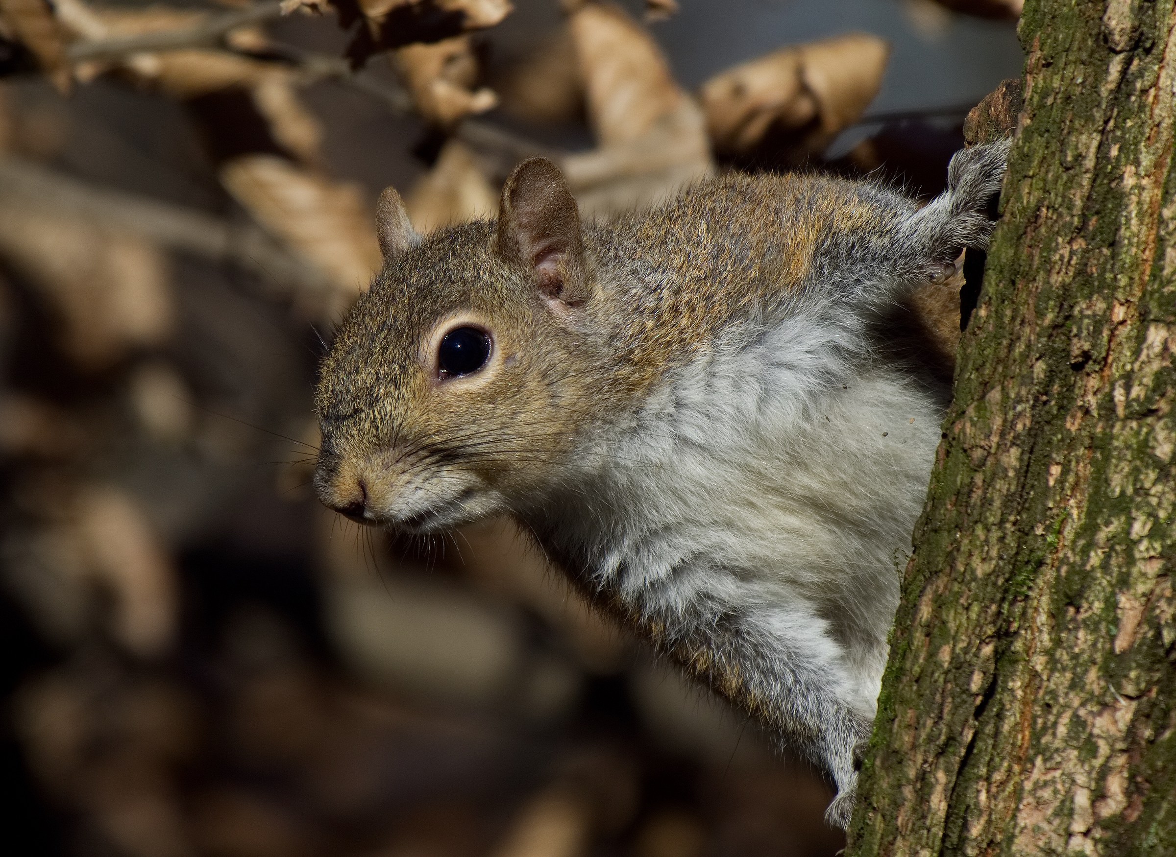 Cucu' sono qui , hai portato la nocciolina ?