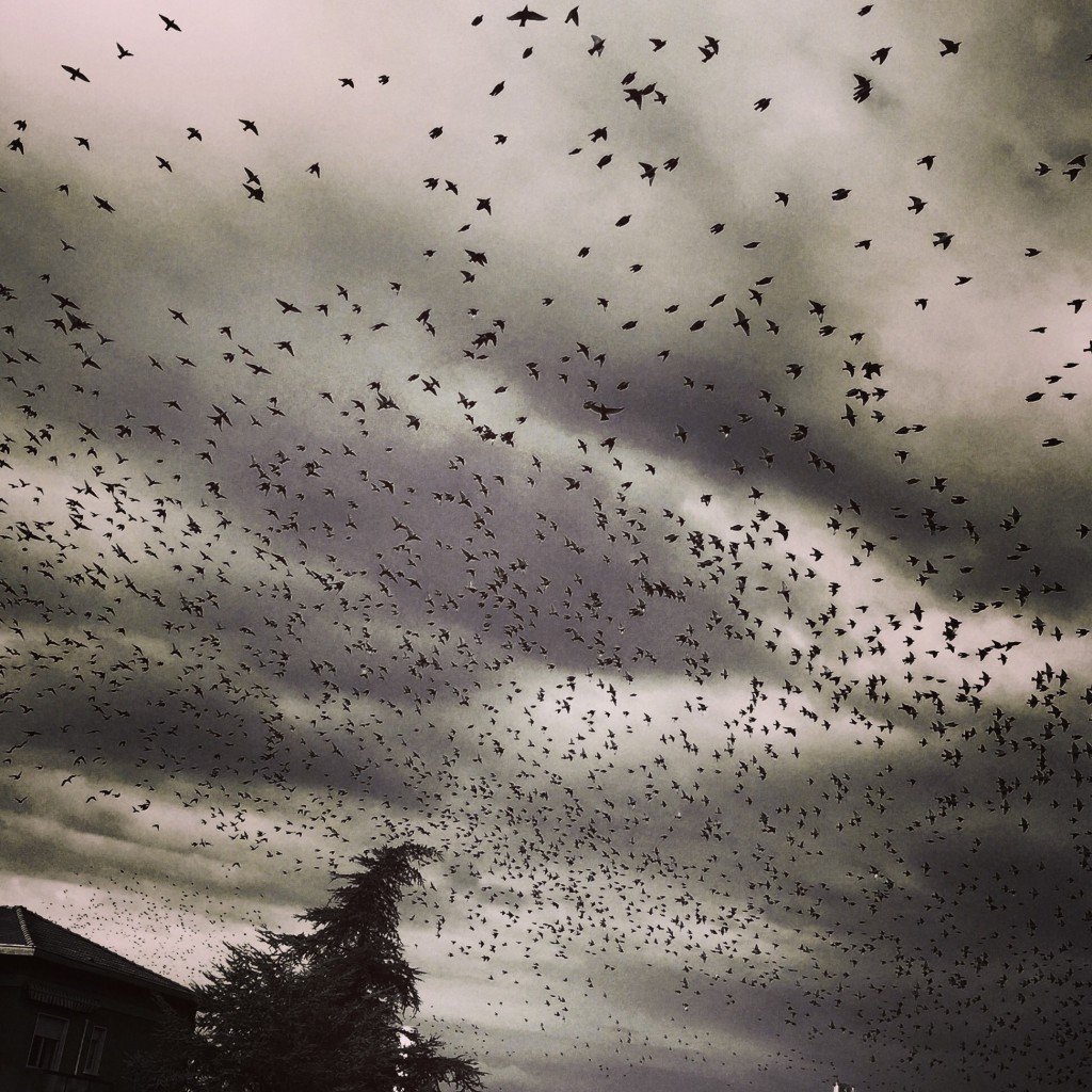 Transhumance November