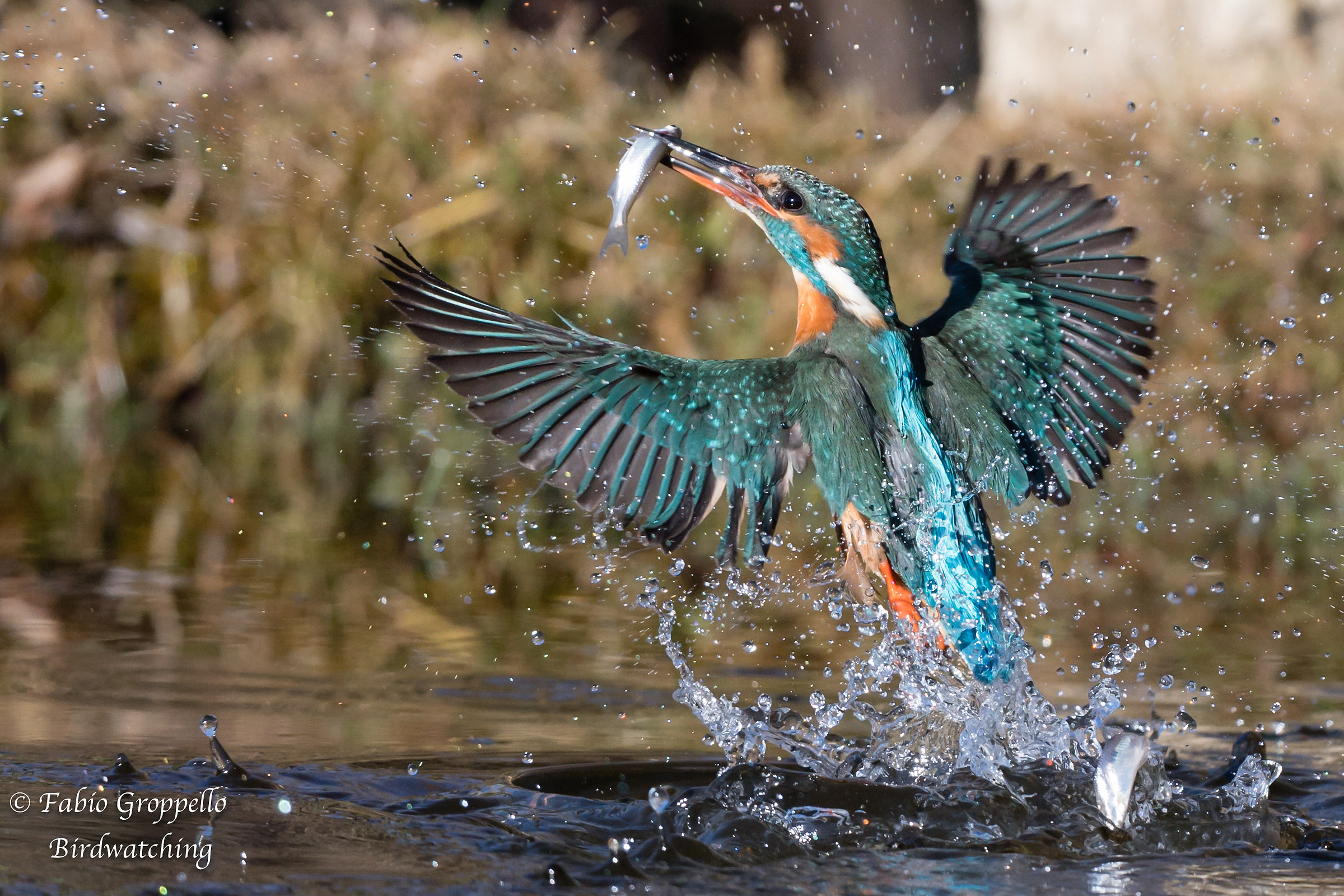 Martin Pescatore "pesci"