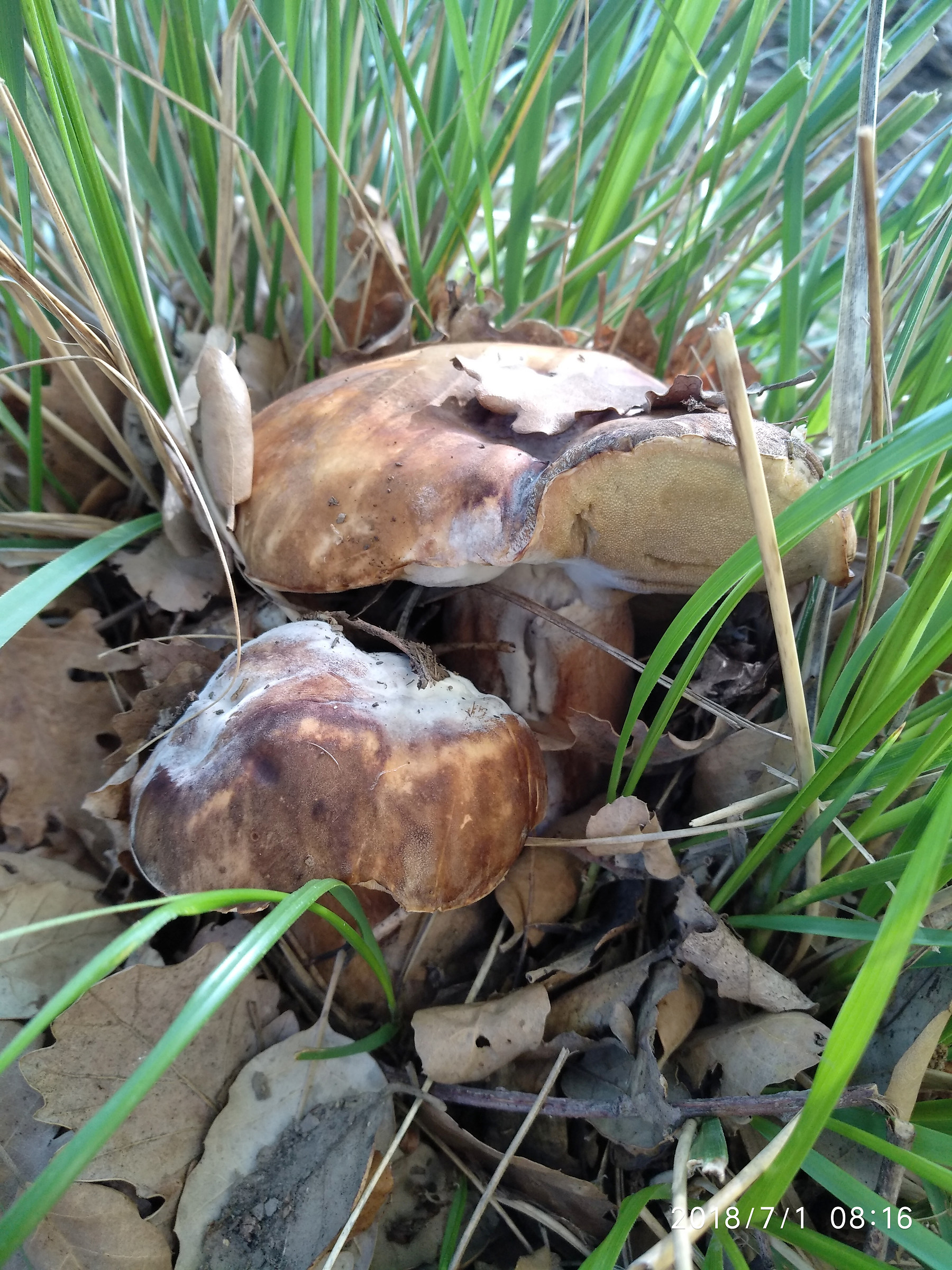 Porcino with white beard