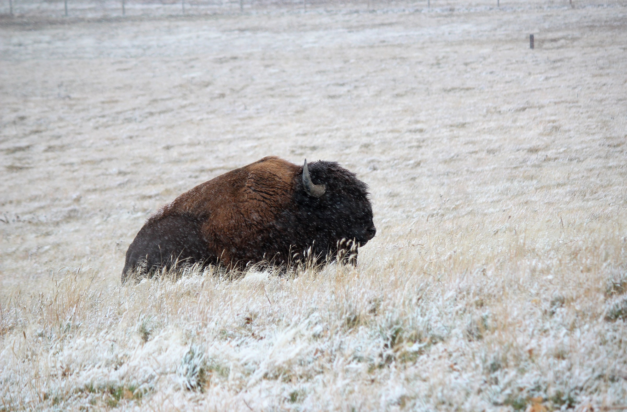 bison in the  snowstorm