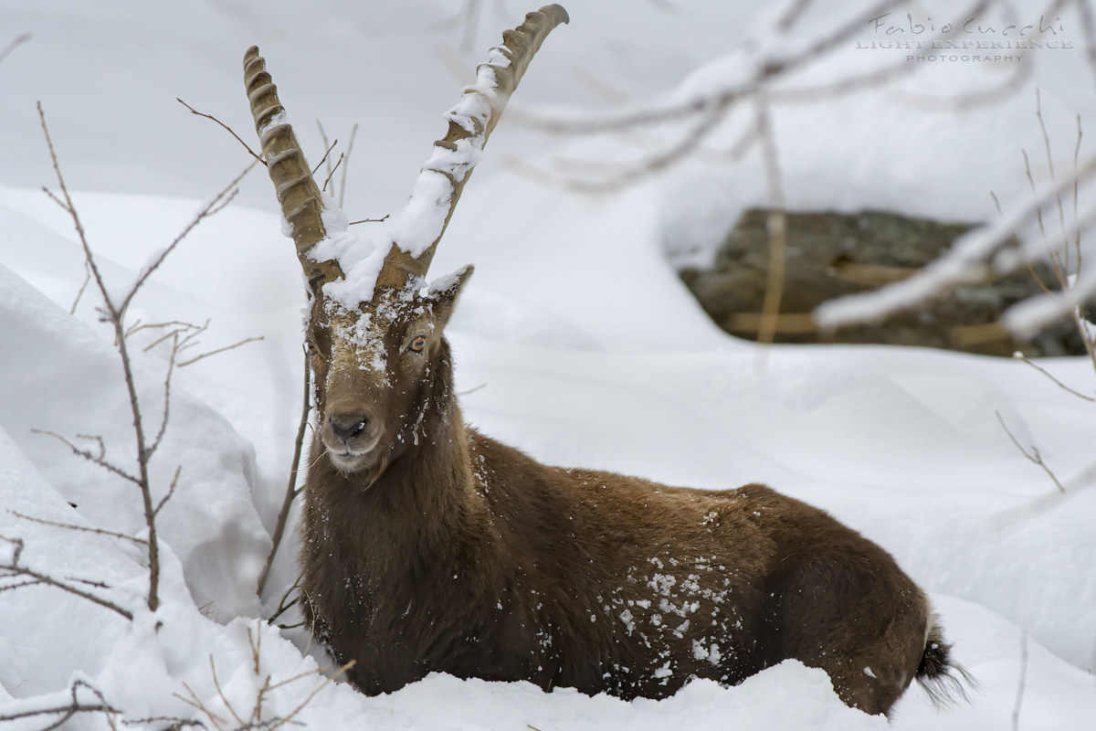 la dura vita del Rè
