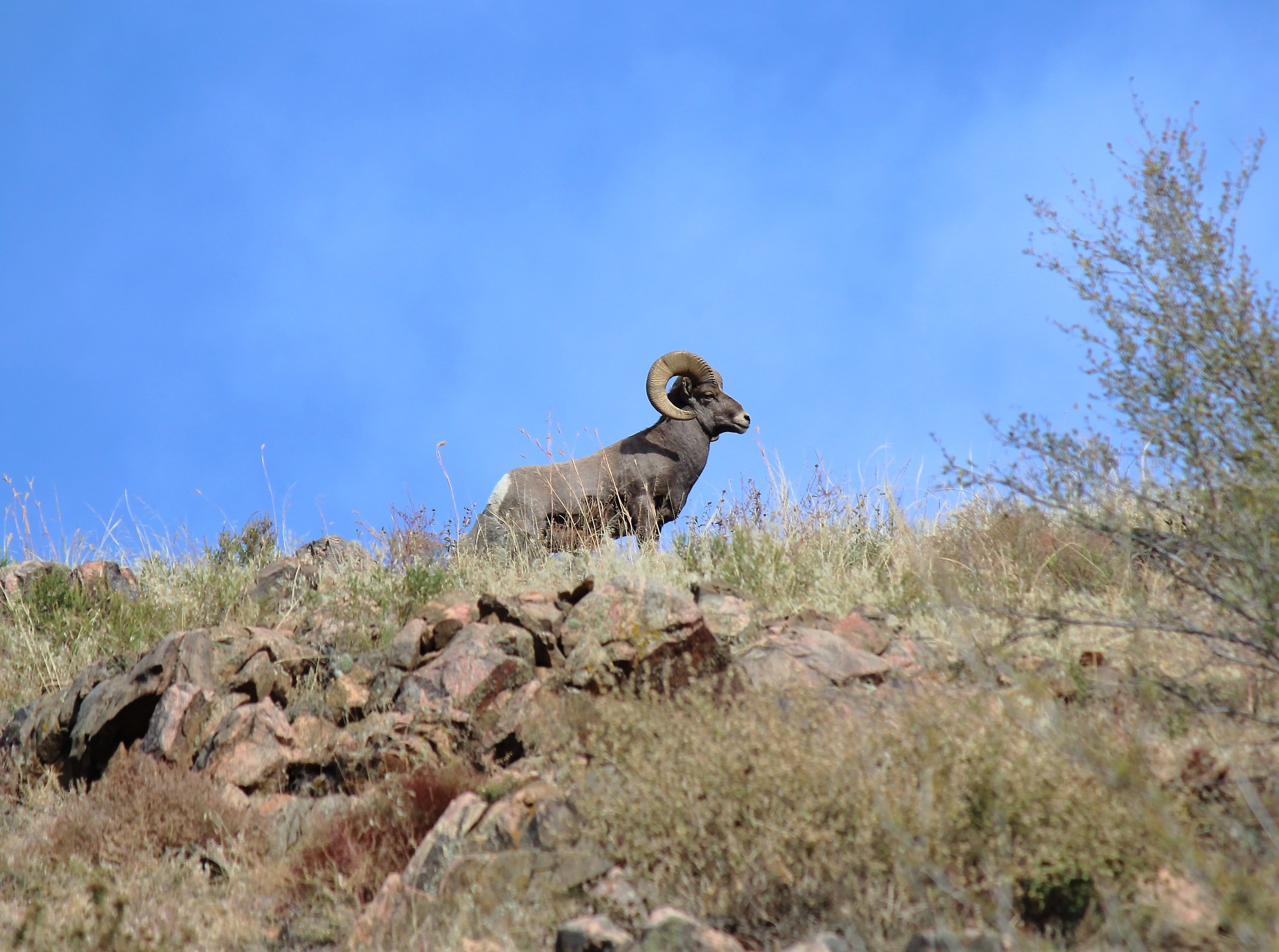 bighorn male