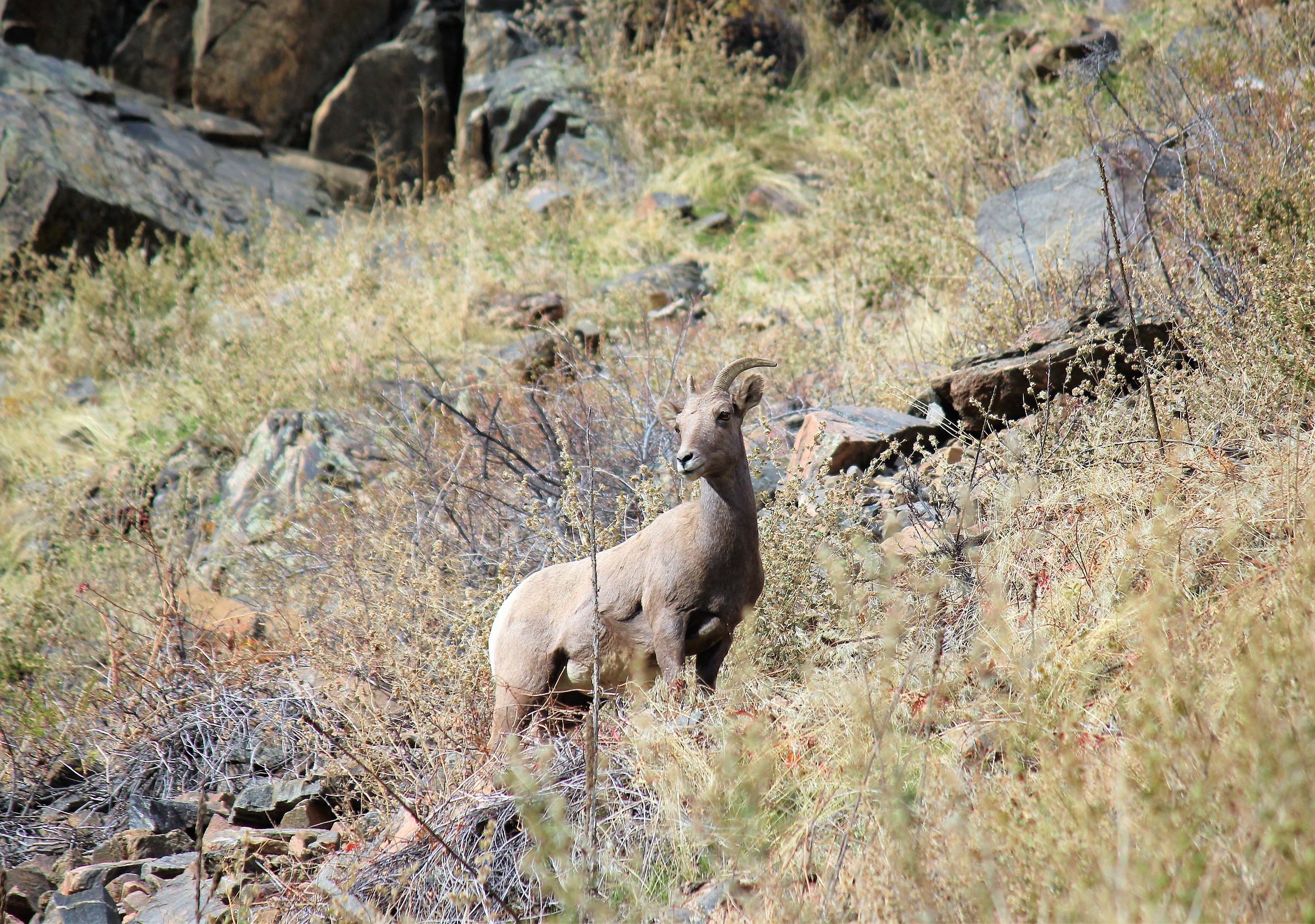 bighorn female