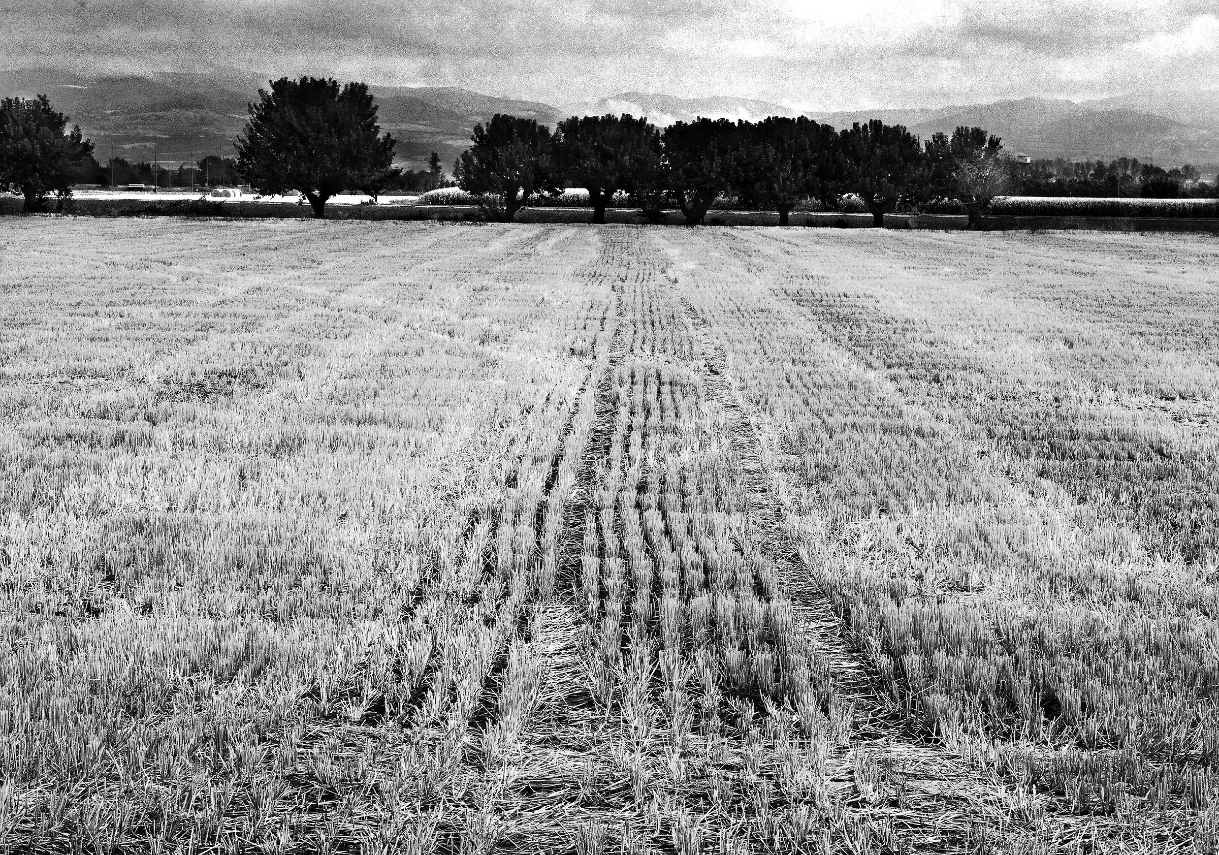 Plain Piacentina-Fourth