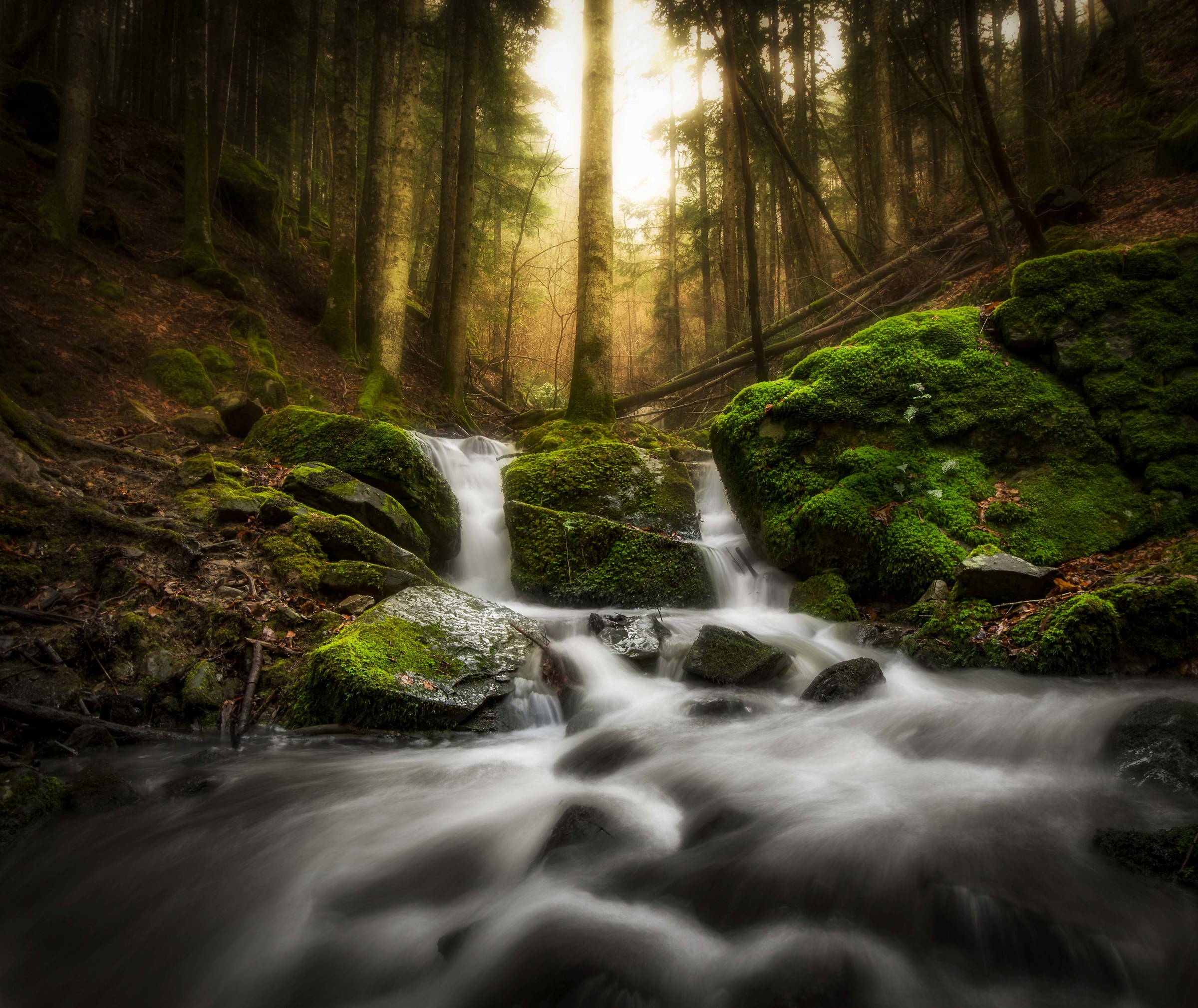 Il risveglio del bosco