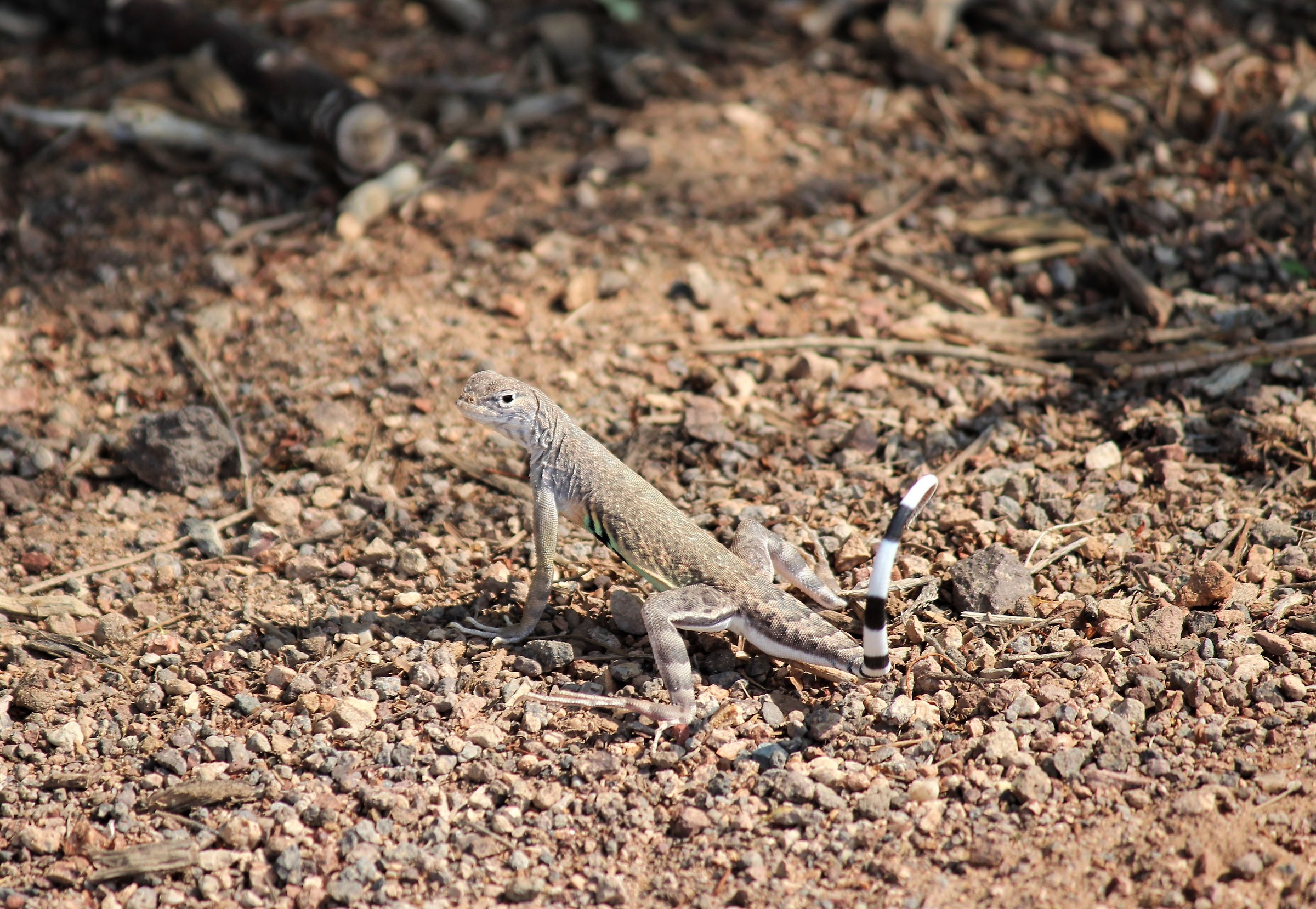 western zebra tailed lizard