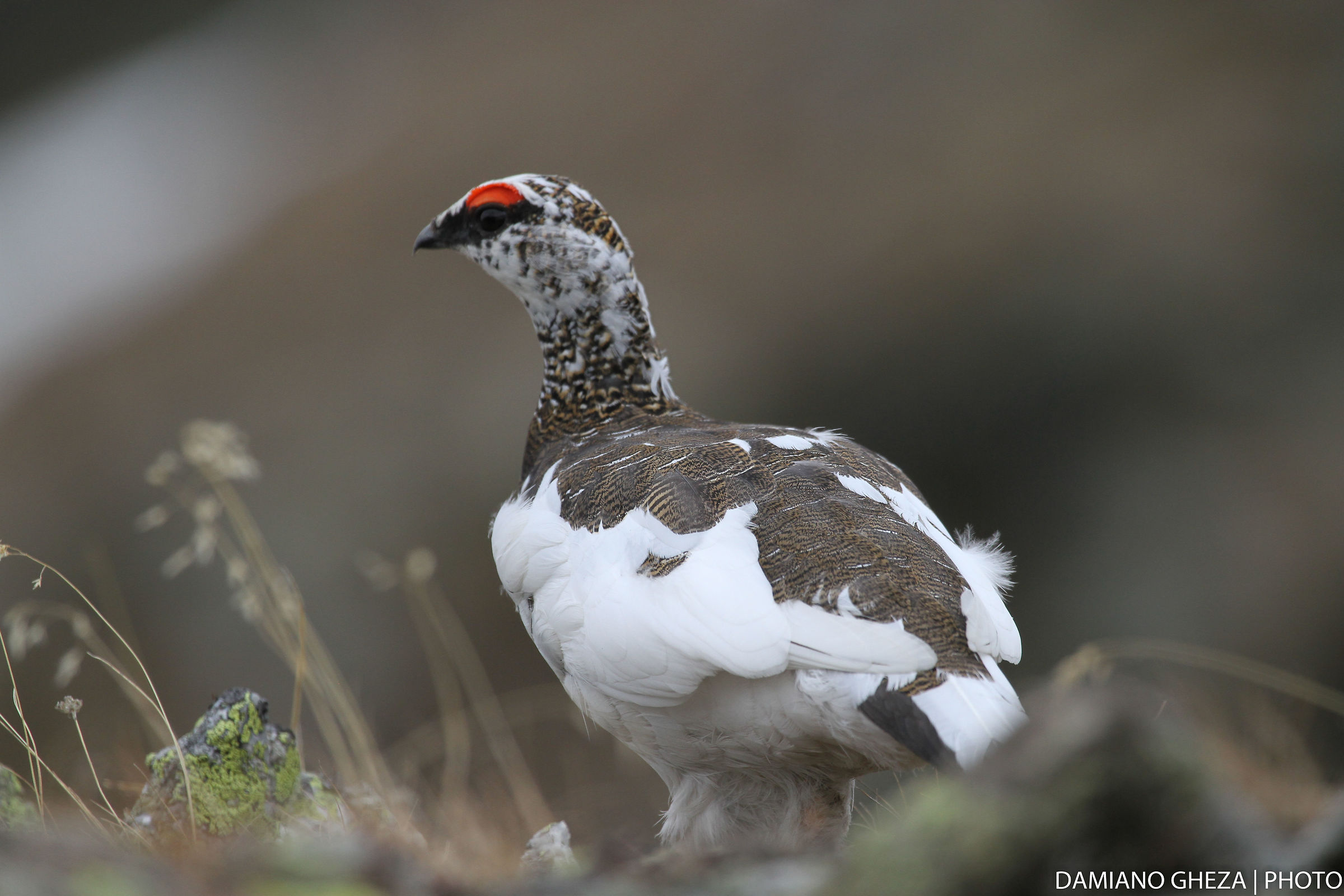White Partridge