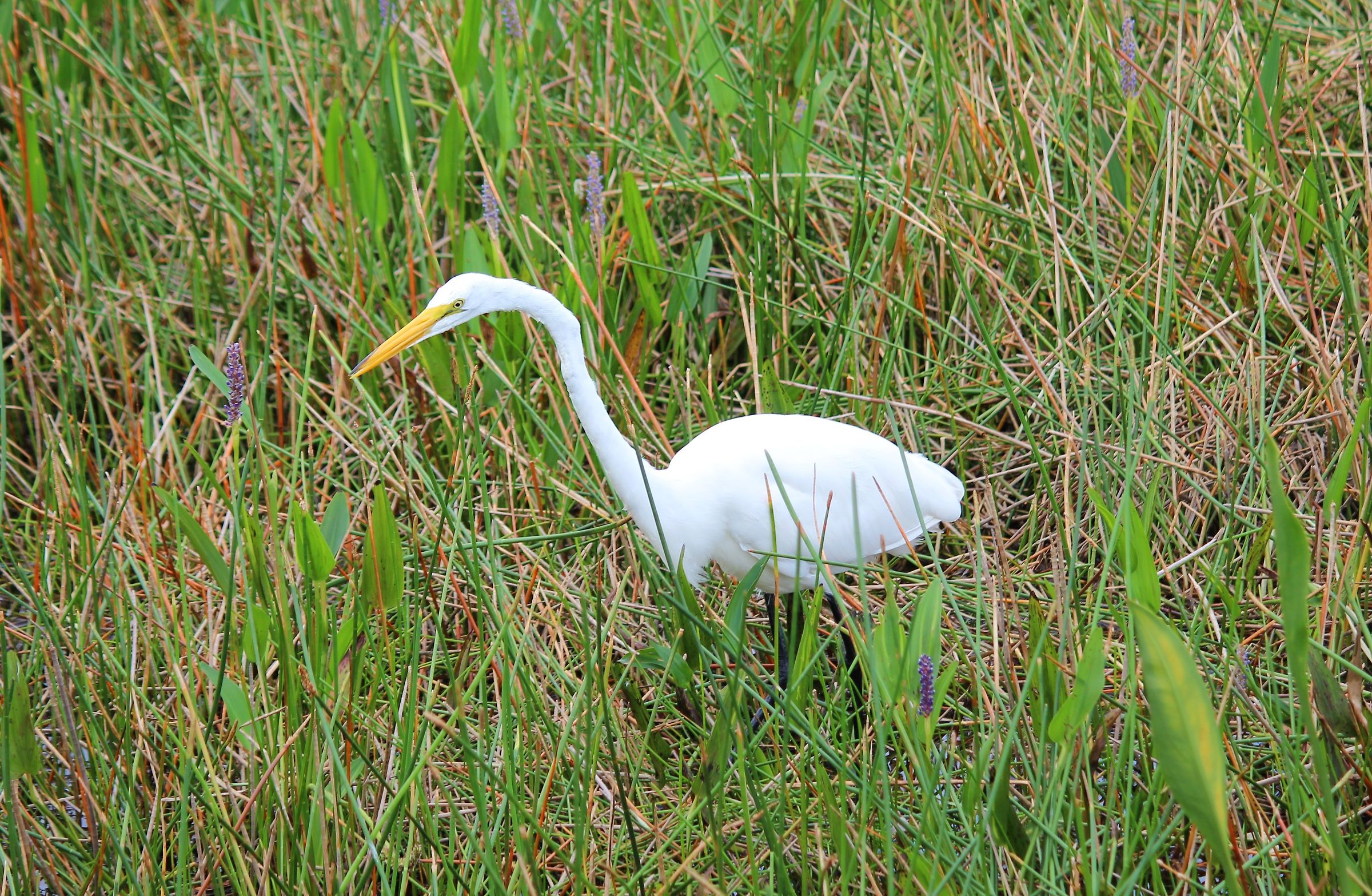 airone bianco maggiore