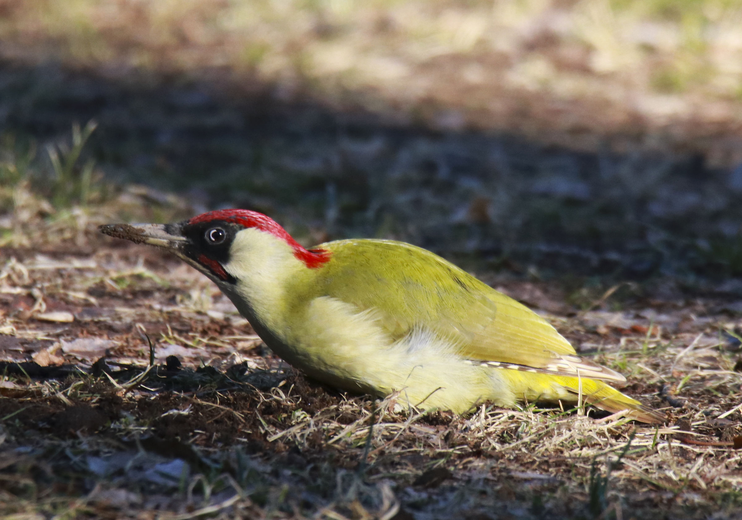 Green Woodpeckers