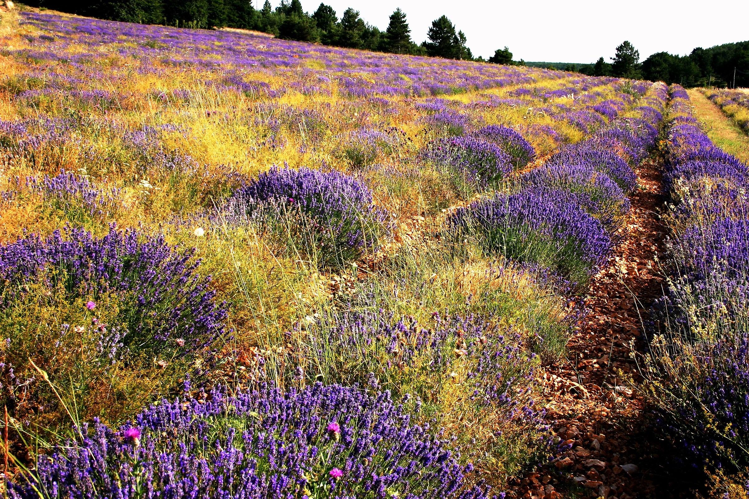 Provence Lavender (at the end of flowering)