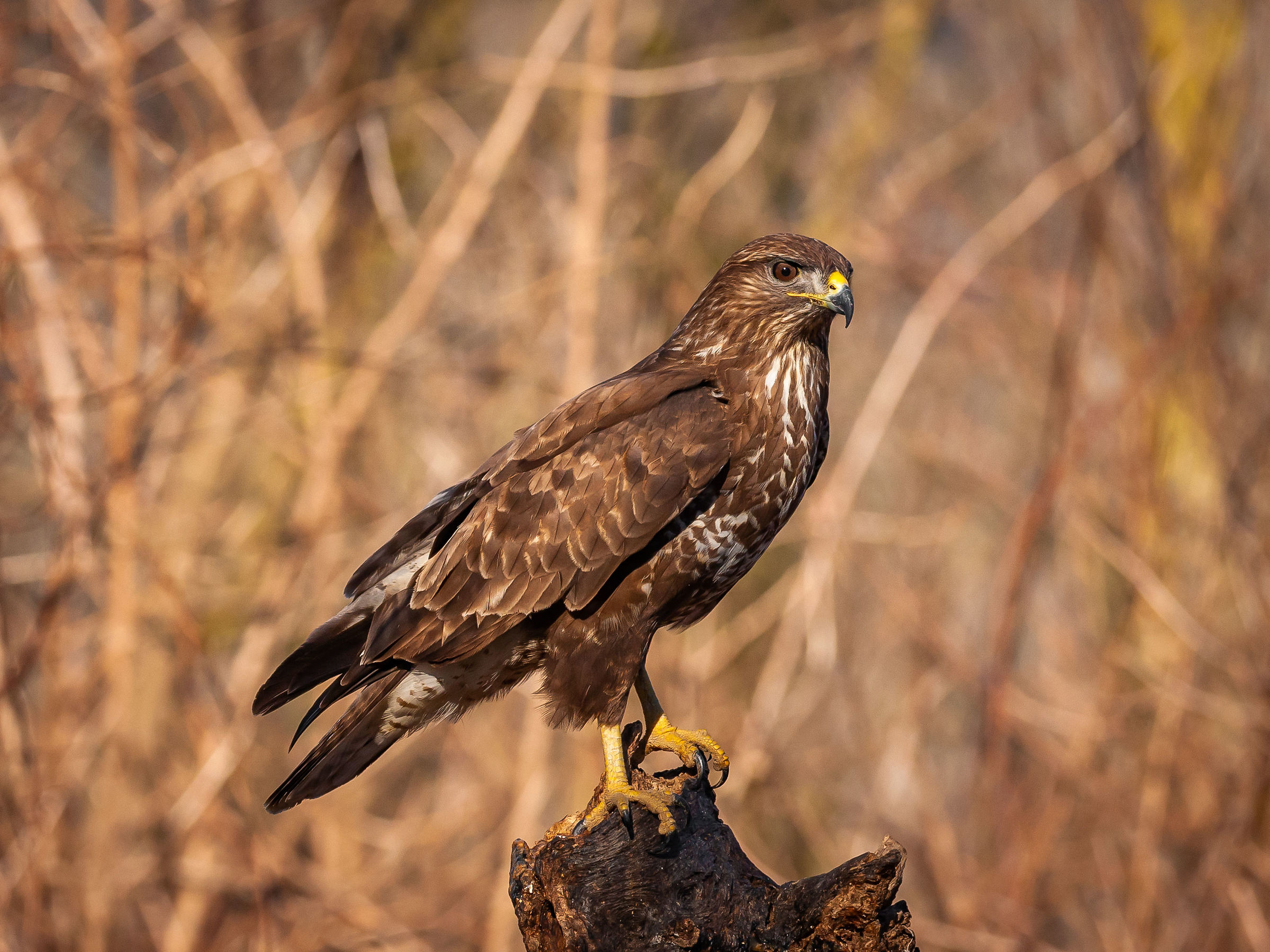 Elegant Buzzard