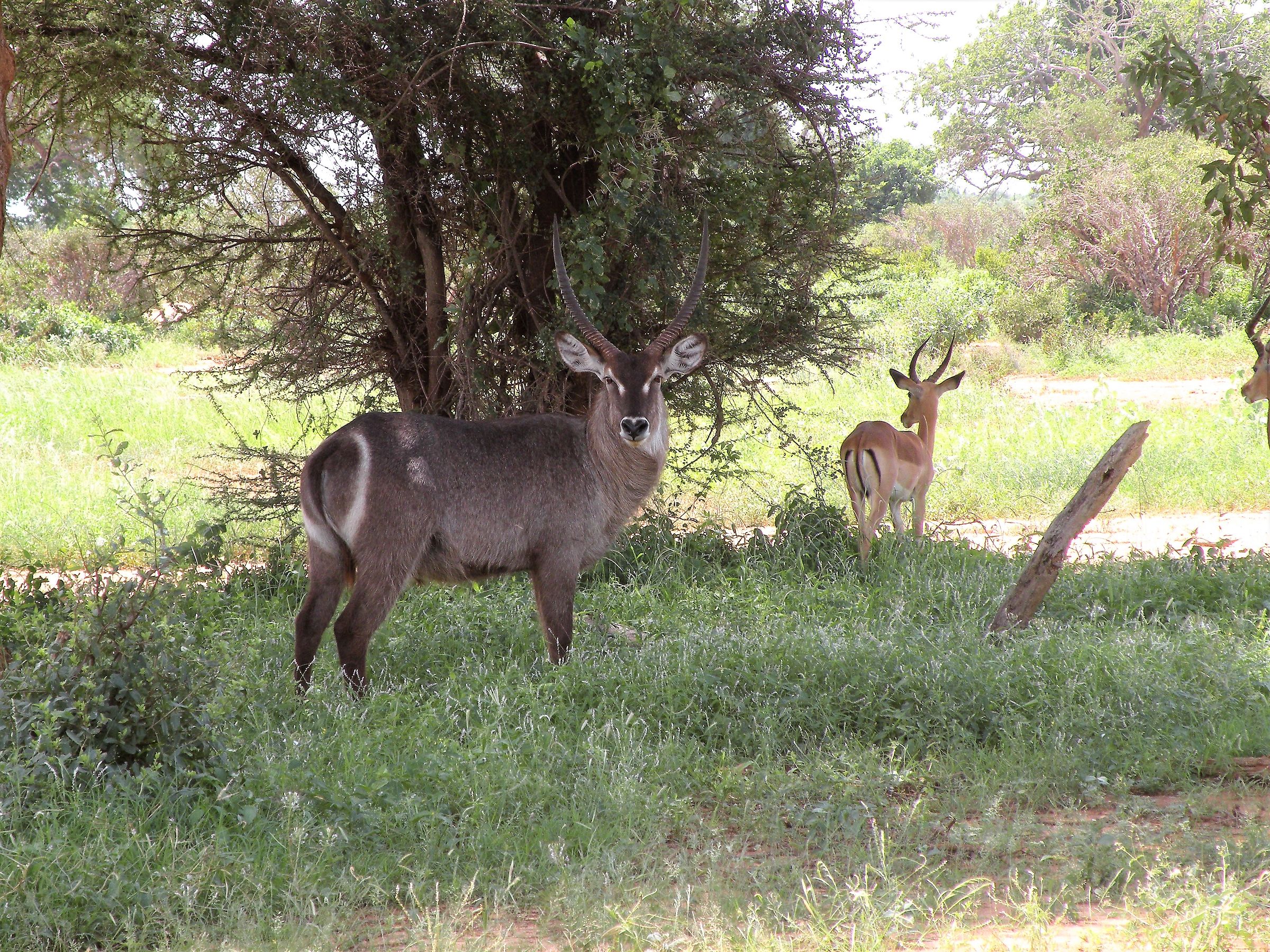 Greater Kudu