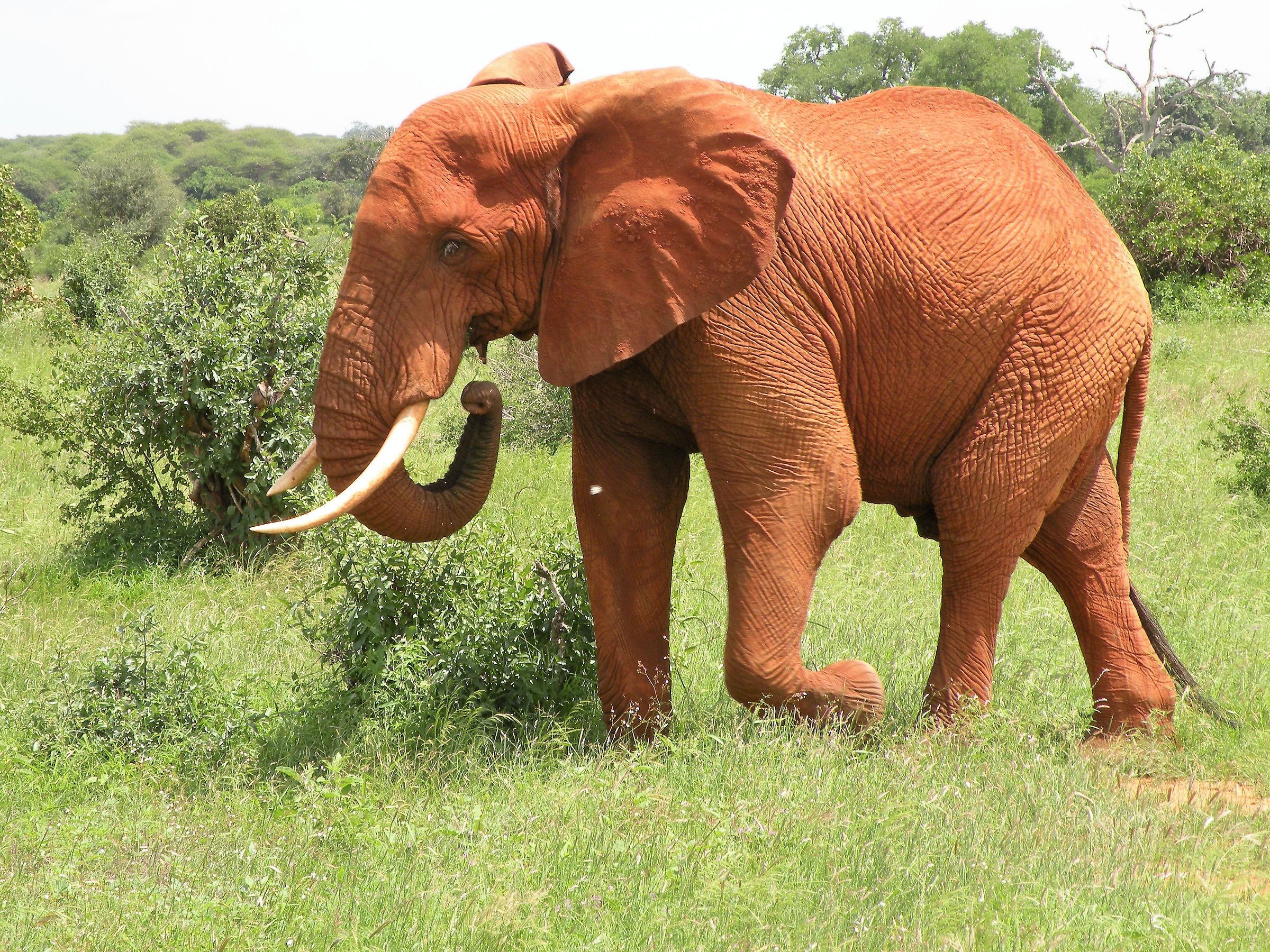 The famous Tsavo elephants covered with red earth