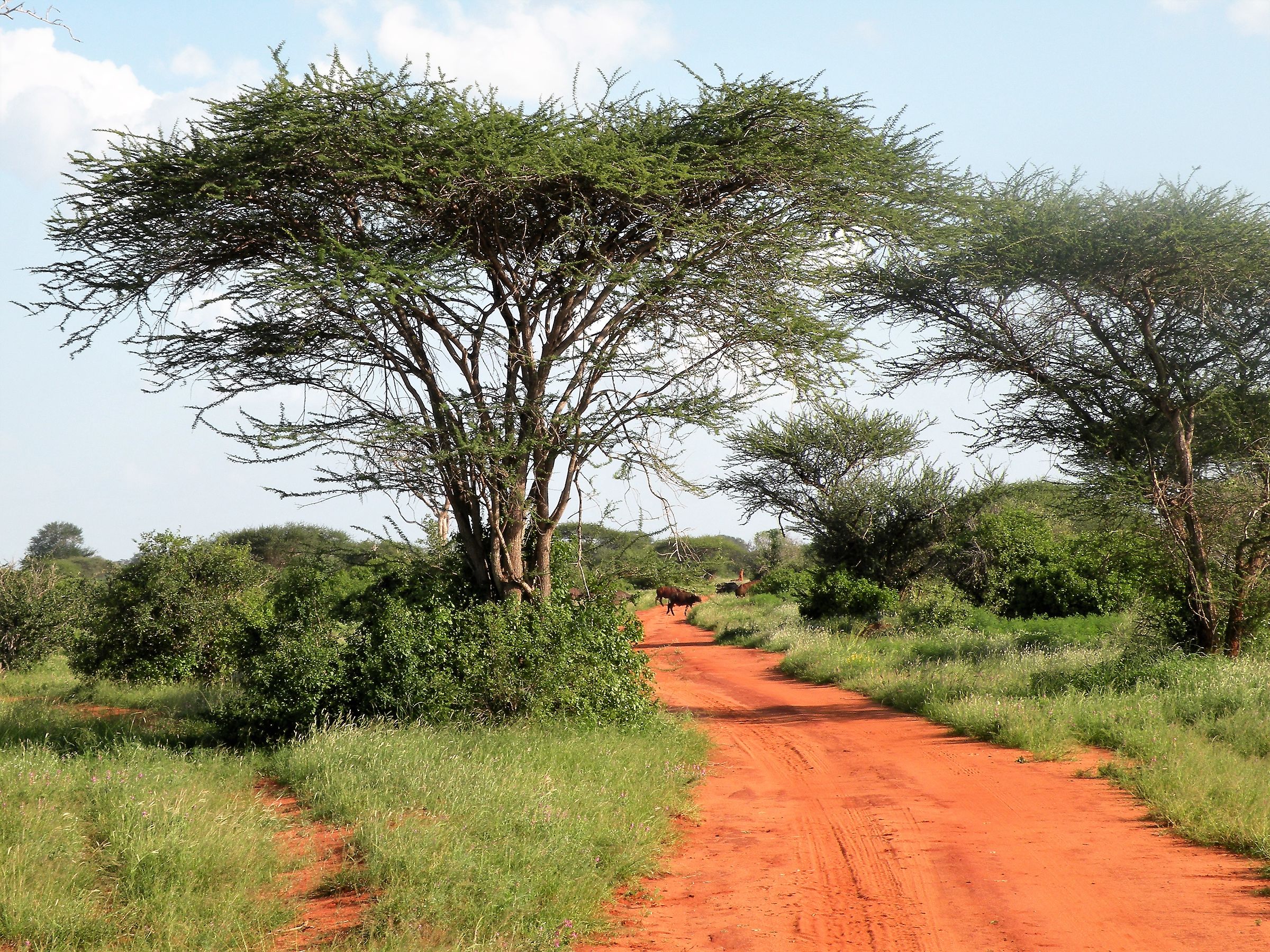 Landscape Tsavo