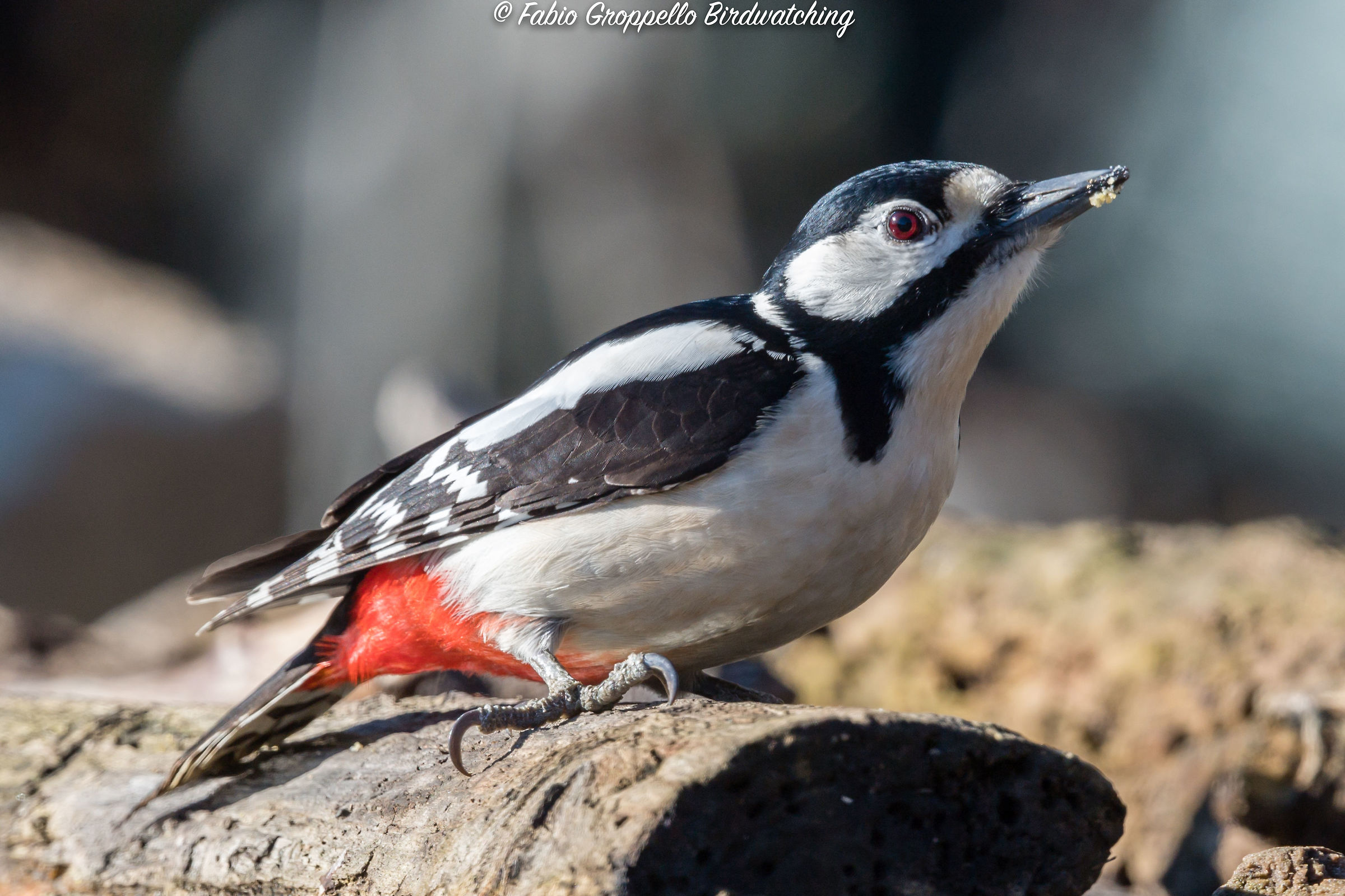 Picchio Russo Maggiore
