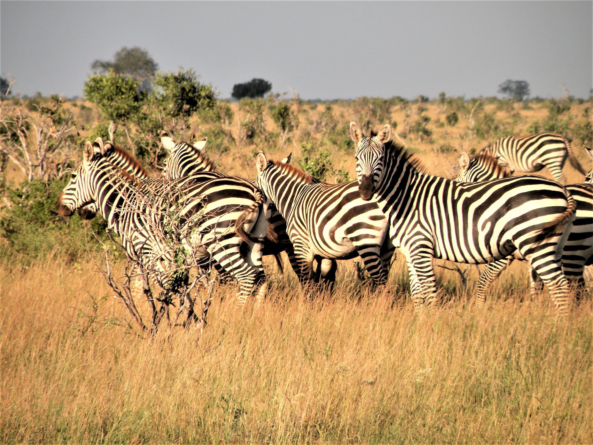 In the middle of the savannah