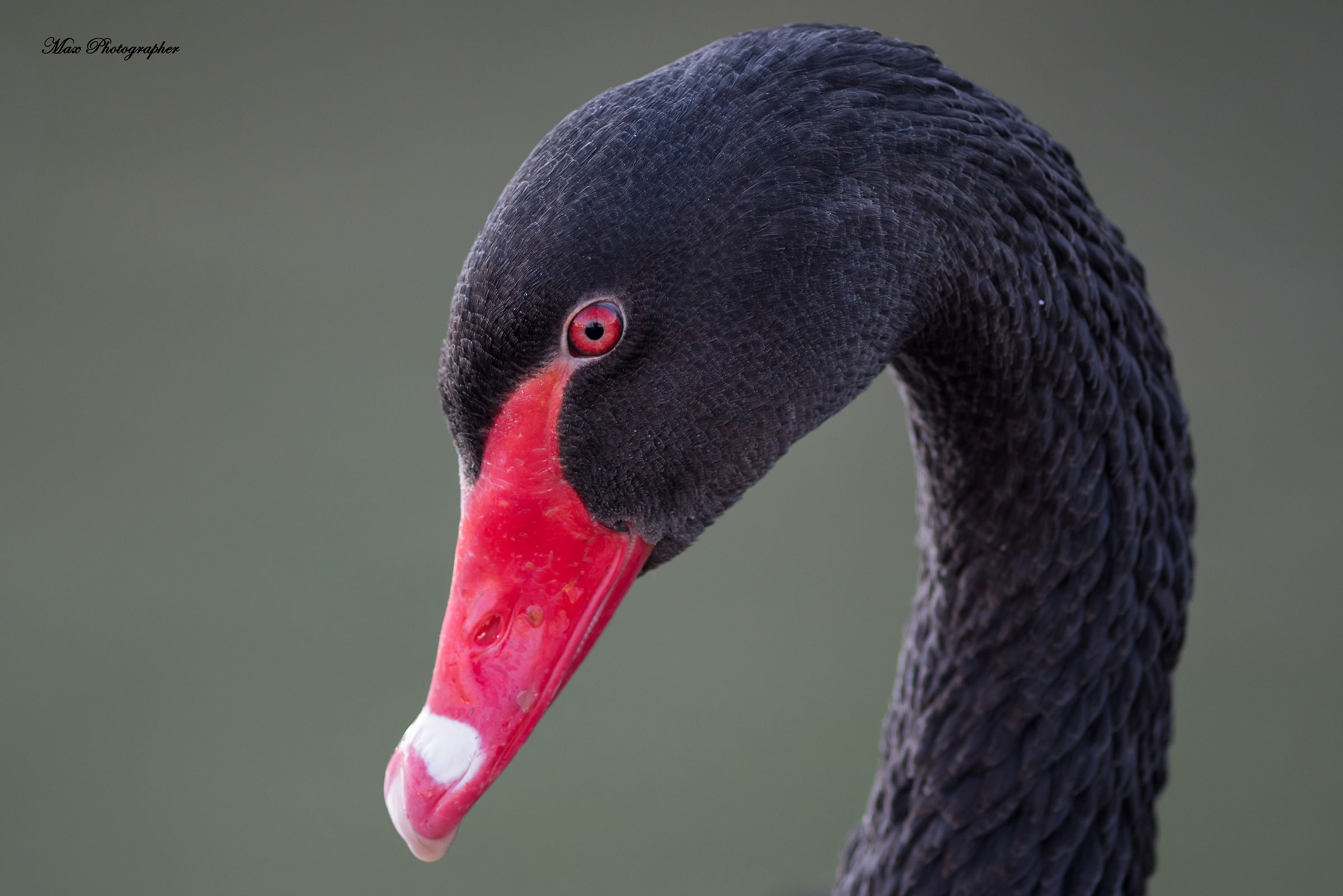 Portrait of the black swan