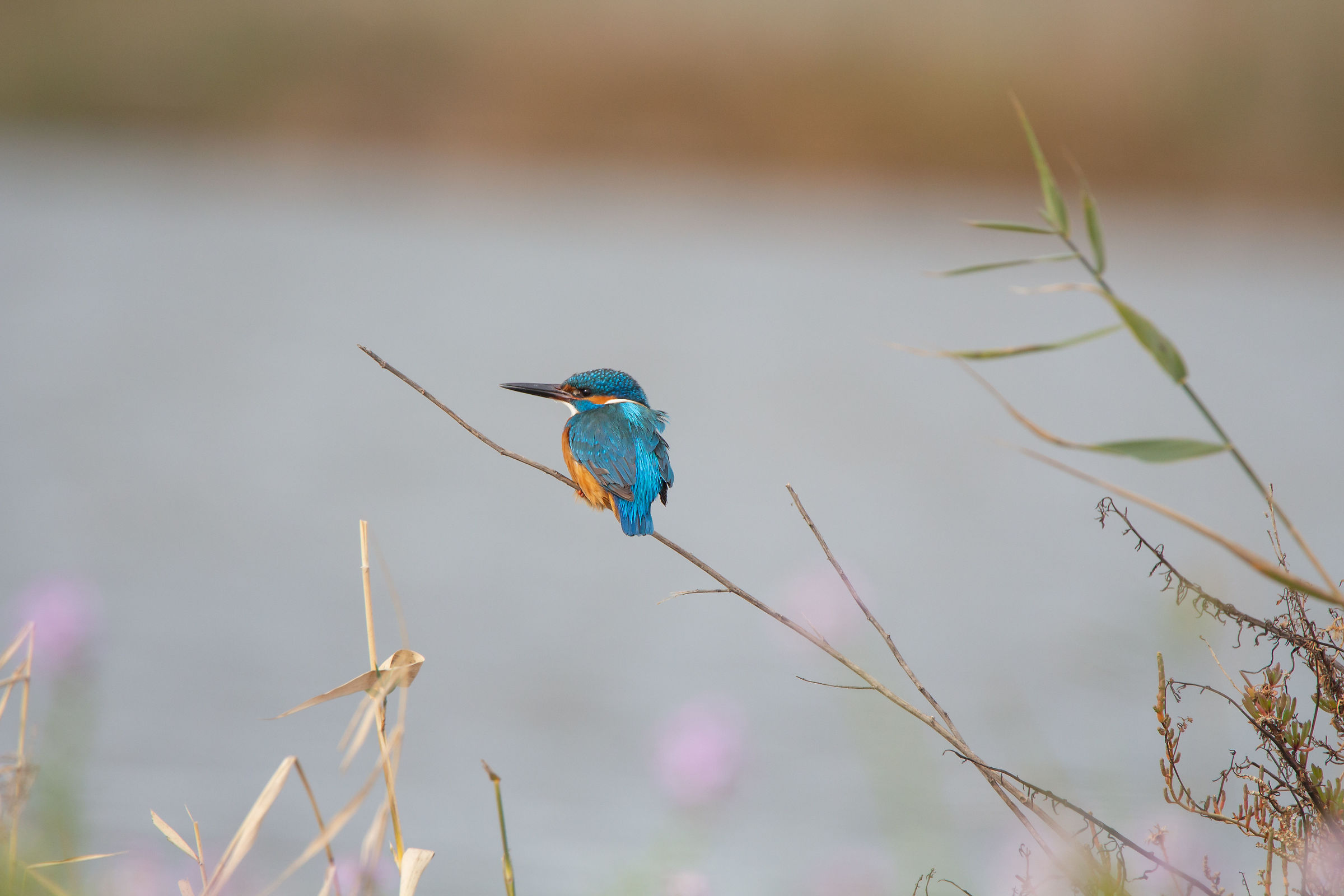 Kingfisher
