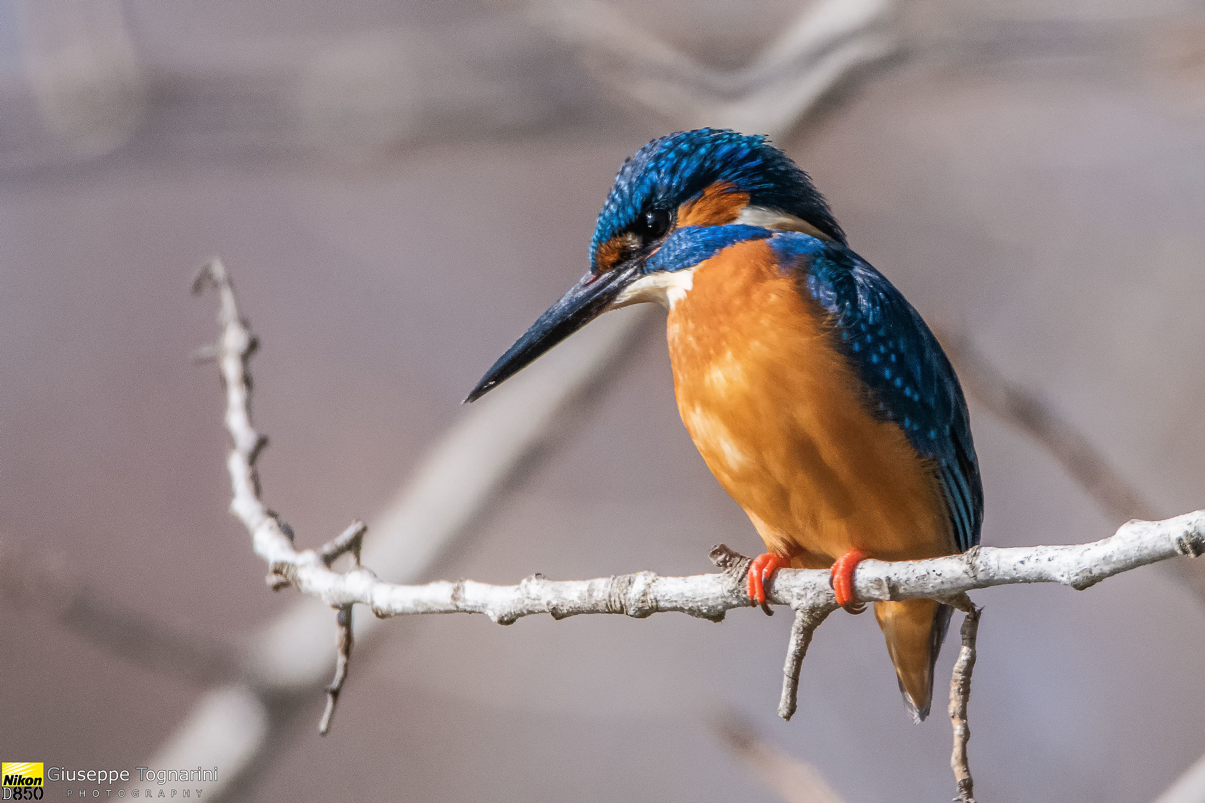Martino. Kingfisher