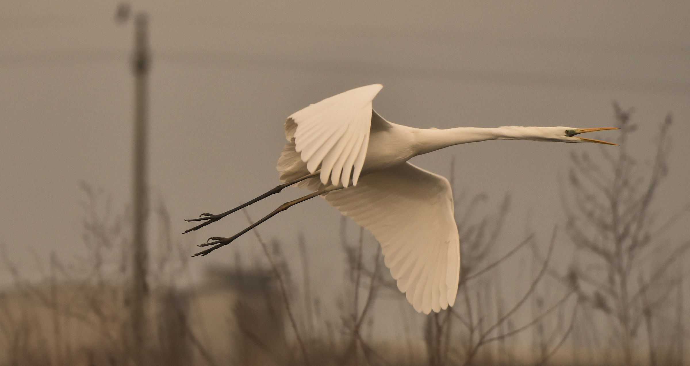 airone bianco maggiore