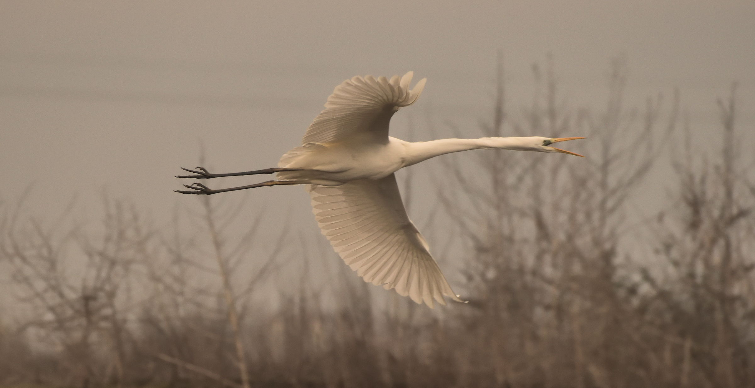airone bianco maggiore